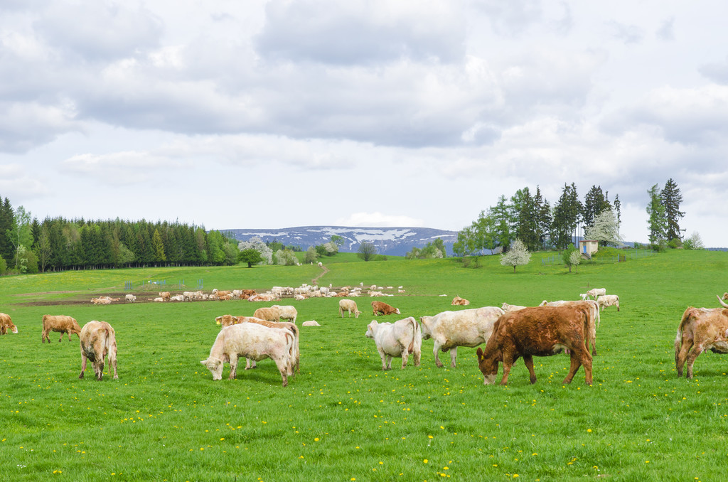 小路 在各种浅绿色的衬托下 如诗 如画 牛羊欢快像是在歌唱春的到来