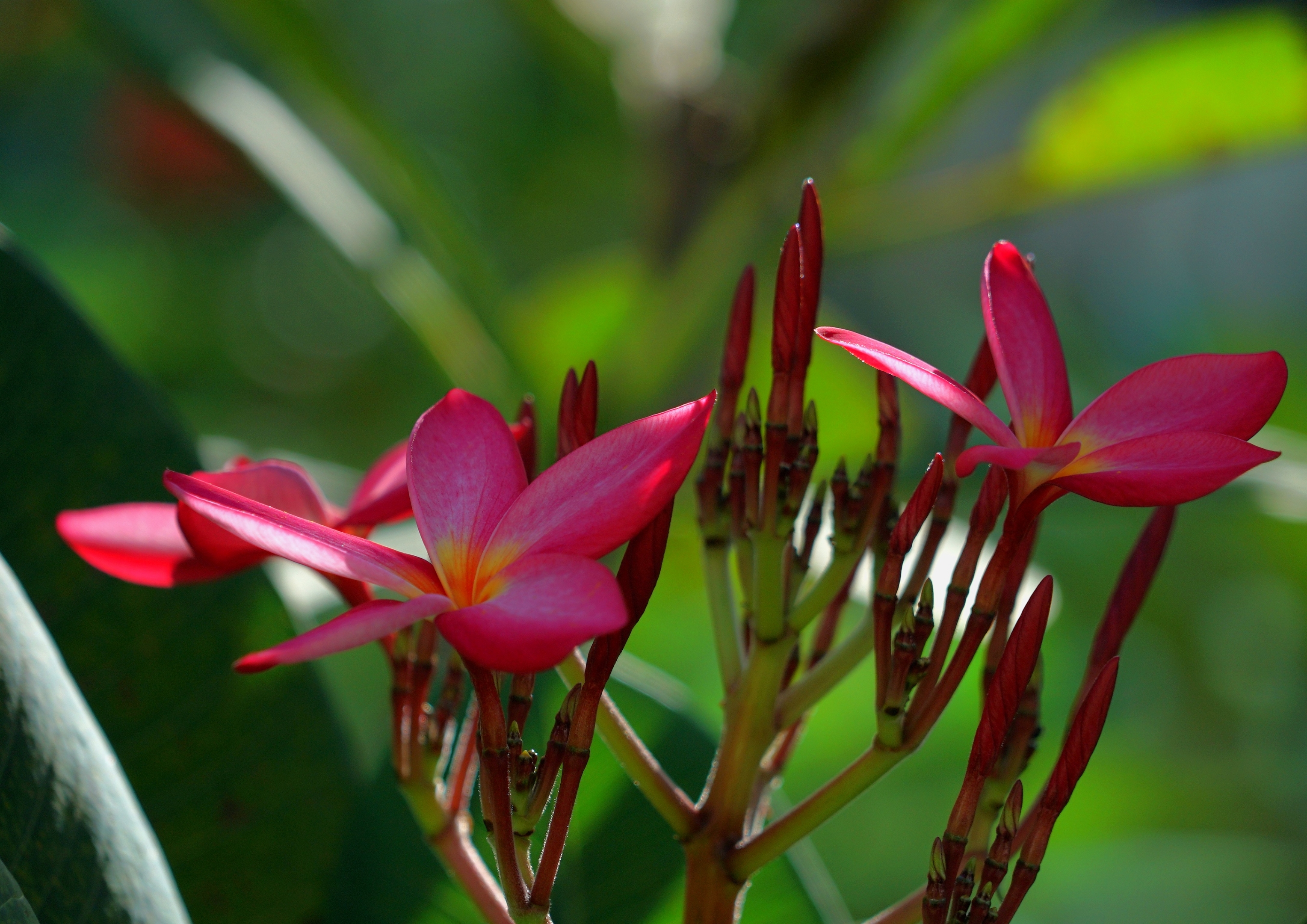红花缅栀绽枝端