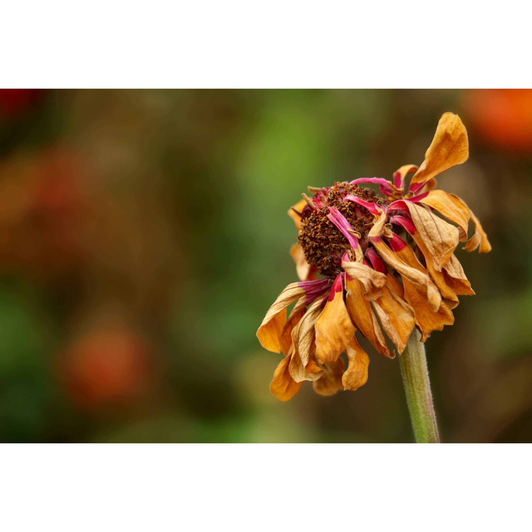 依依不舍 凋落 花瓣没有哭泣