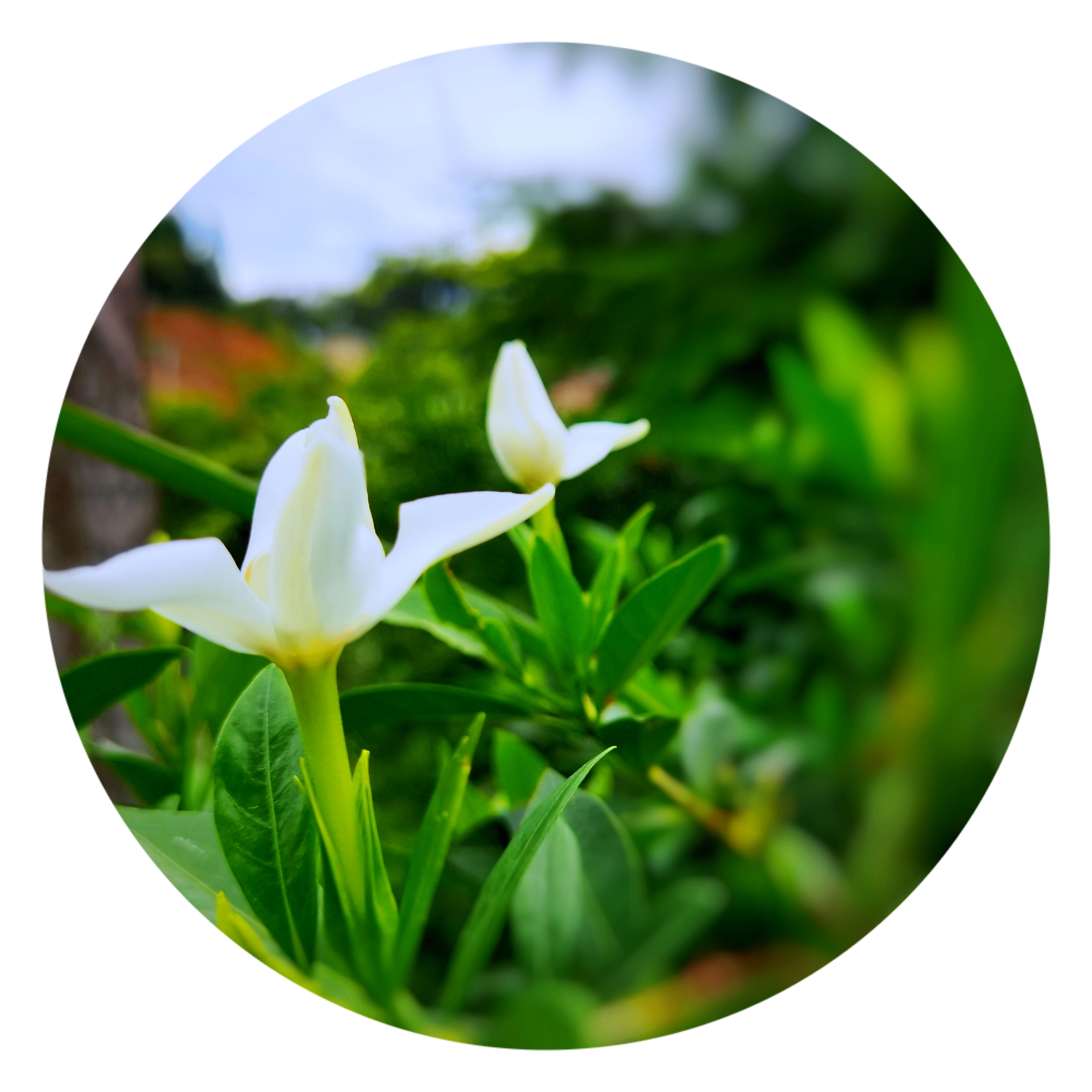 【首发】栀子花开