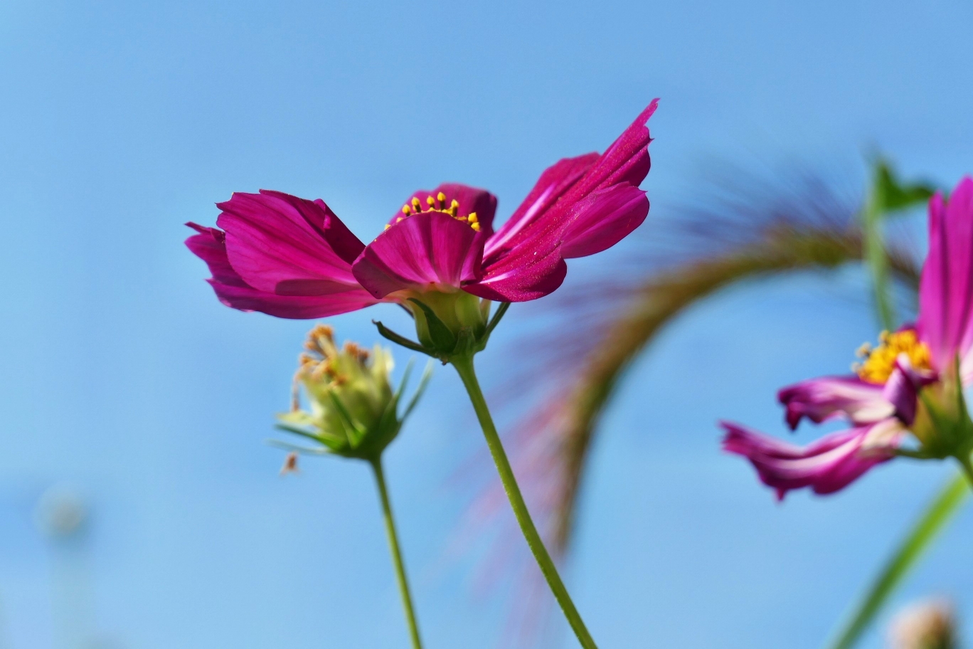 秋英花楚楚动人可爱的秋天景物