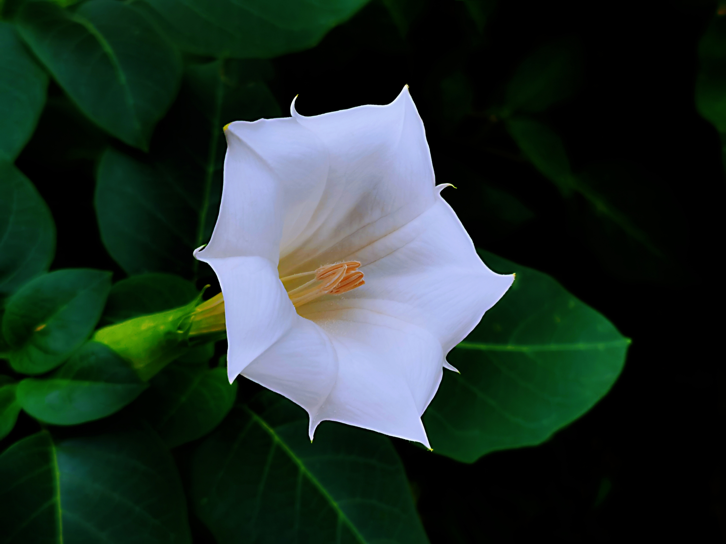 毛曼陀罗花【首发】