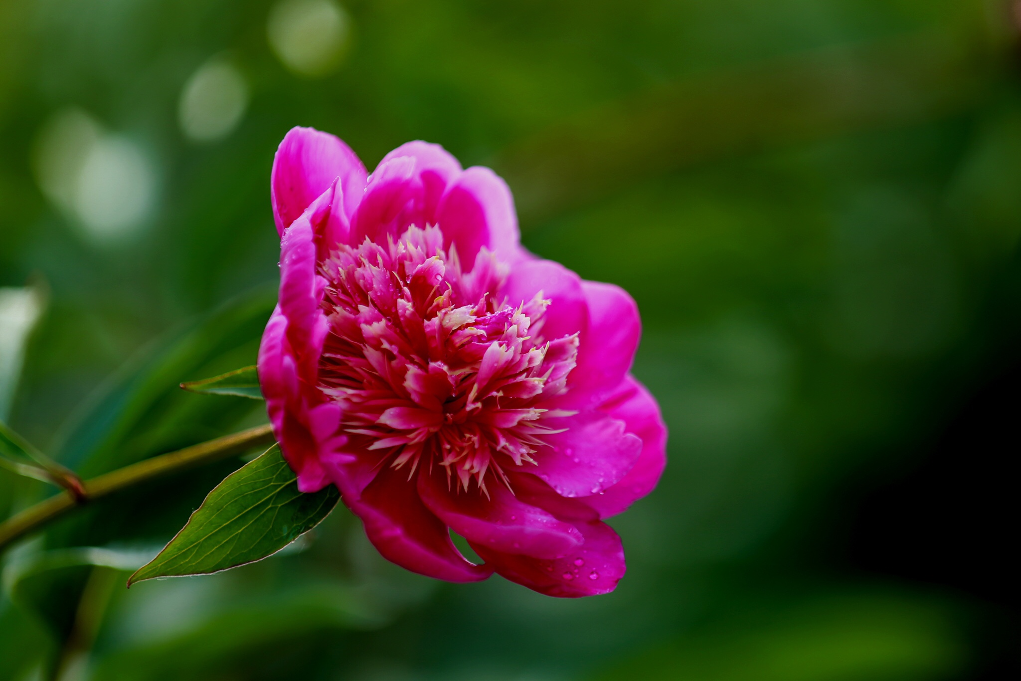 花卉摄影