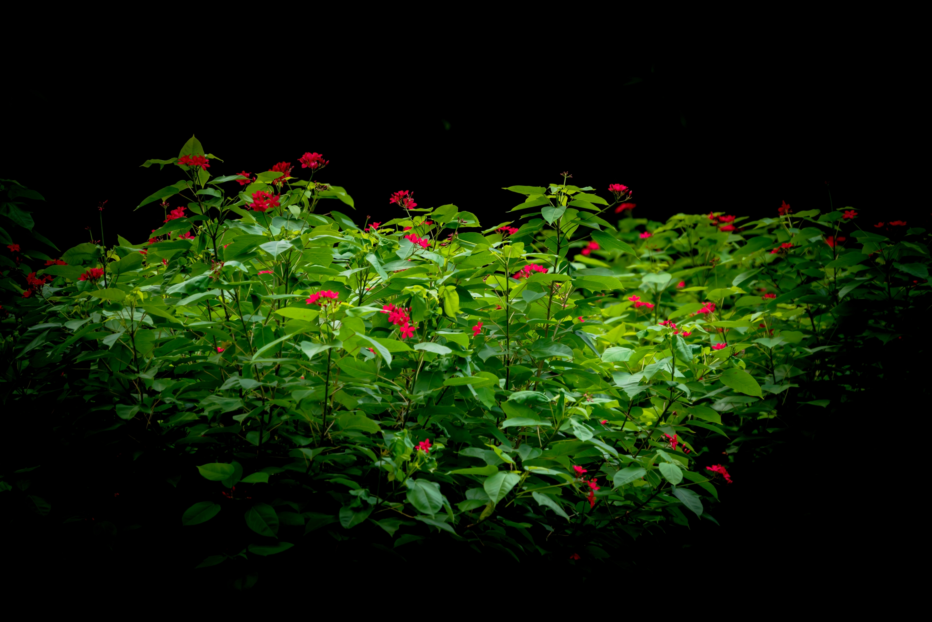 琴叶珊瑚花盛开【摄影首发】