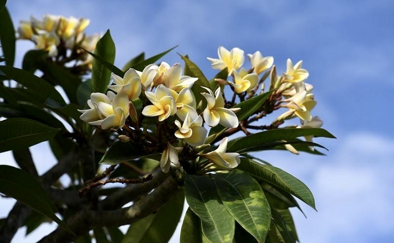 【首发】花城广州～鸡蛋花