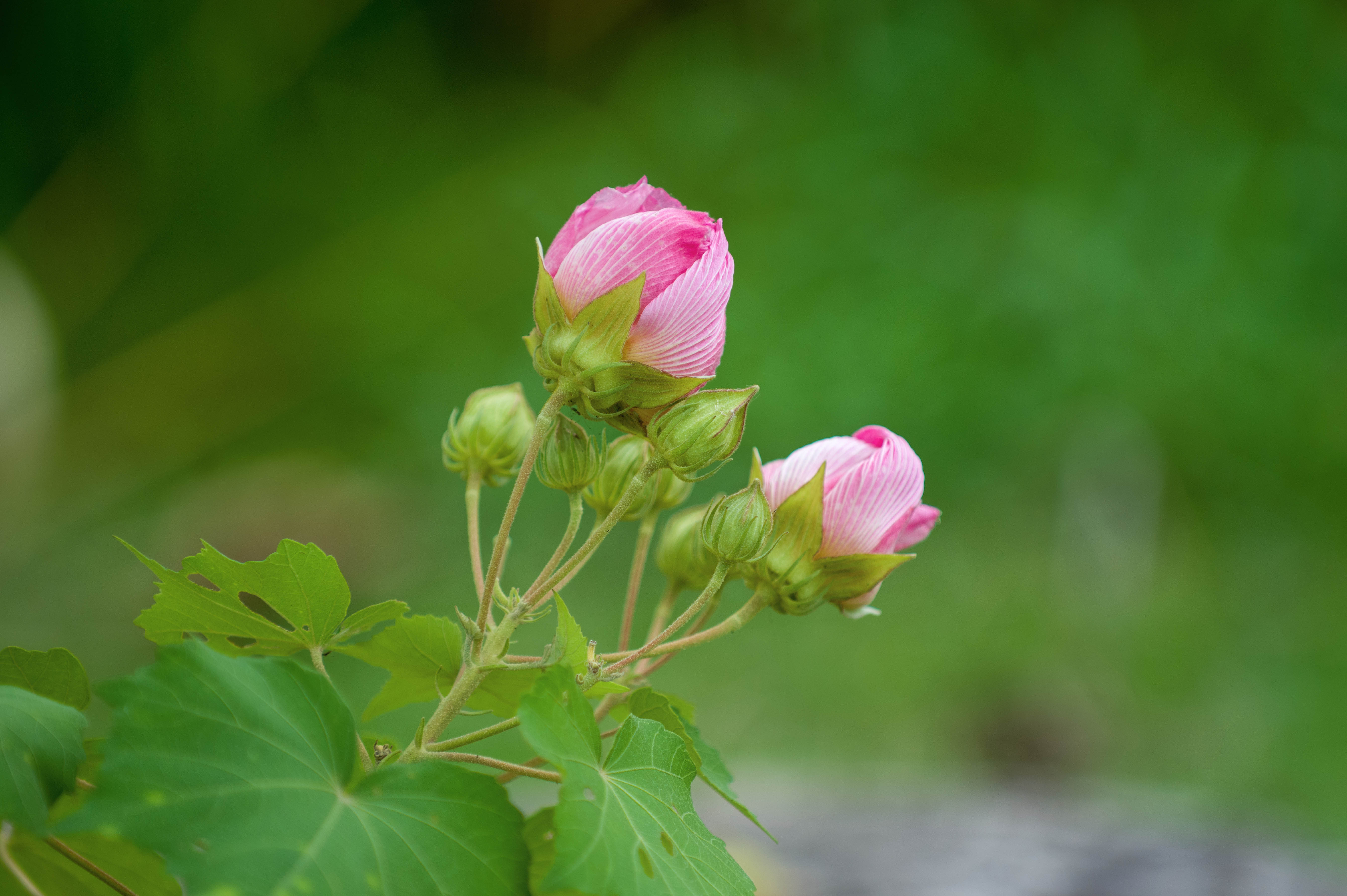 一日三变芙蓉花
