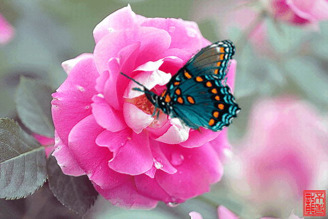 640_427gif 动态图 动图