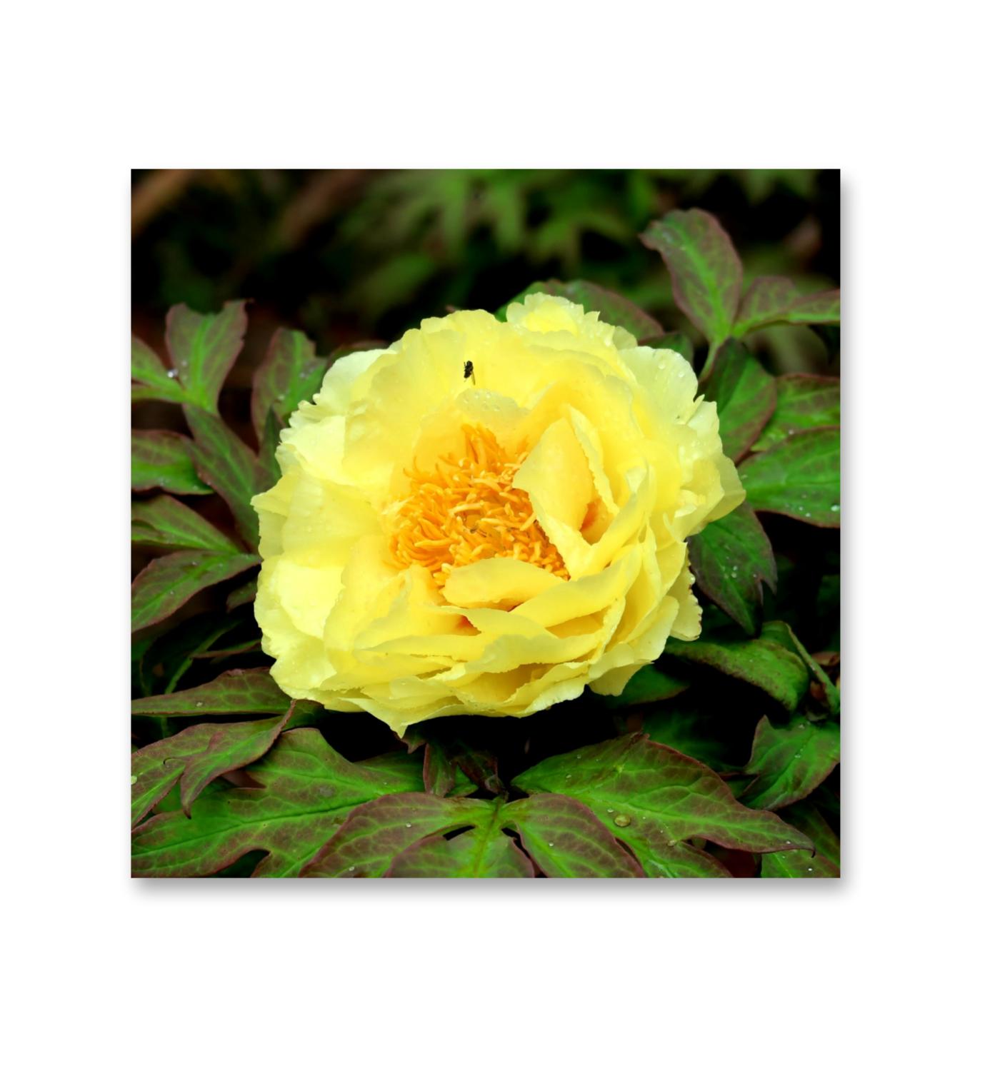 鹅黄牡丹花【首发】