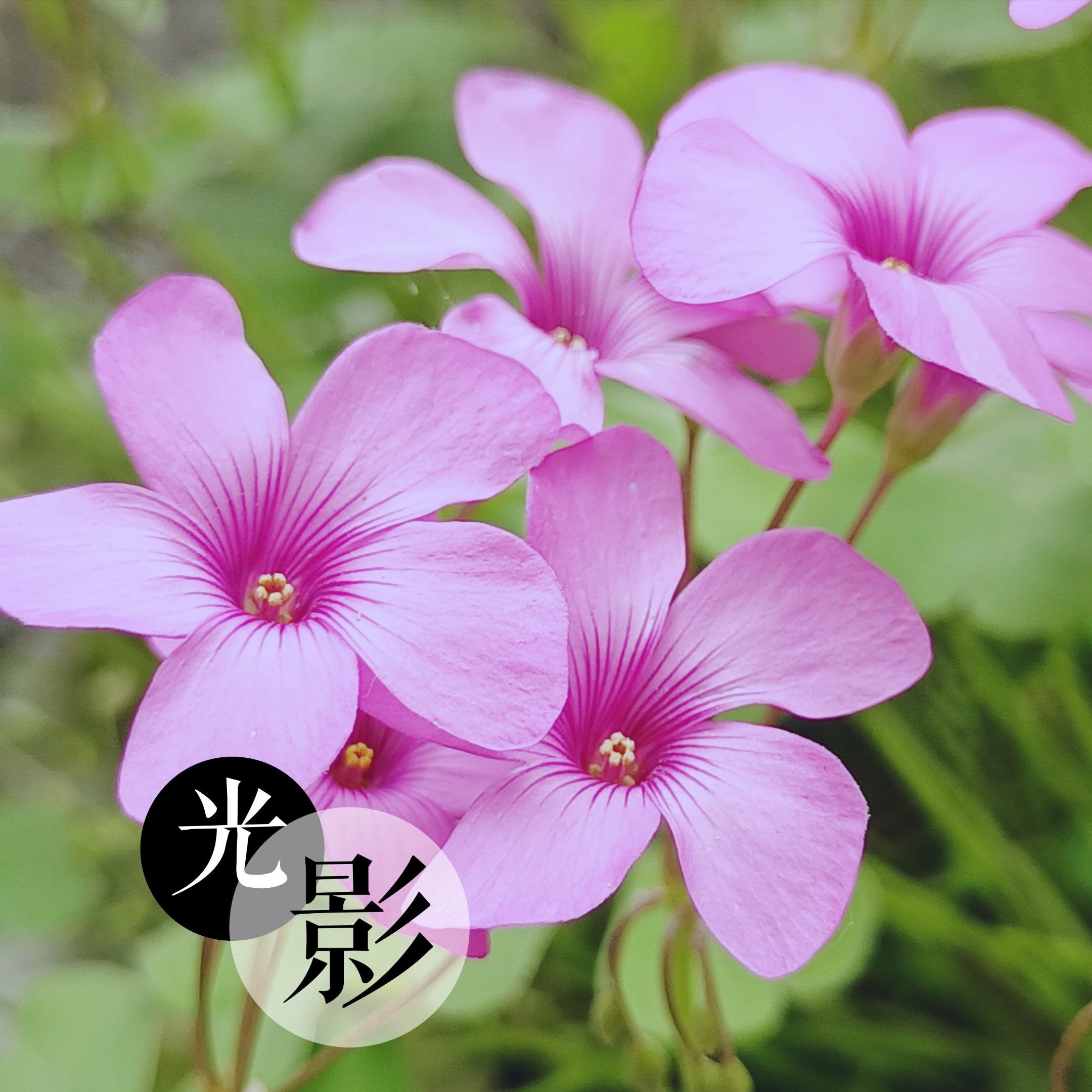 【摄影首发】红花酢浆草