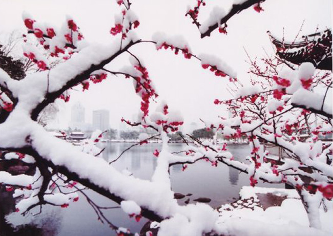 唯美意境大自然雪花