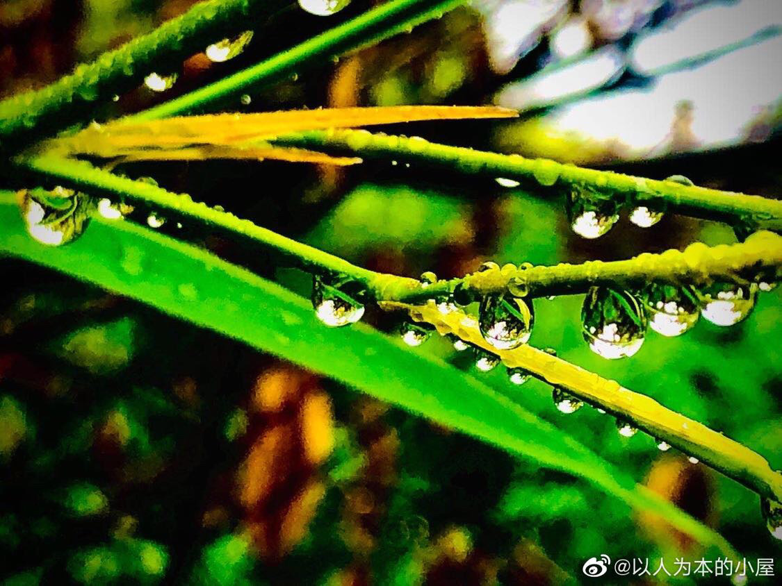 风雨中的底气(原创)