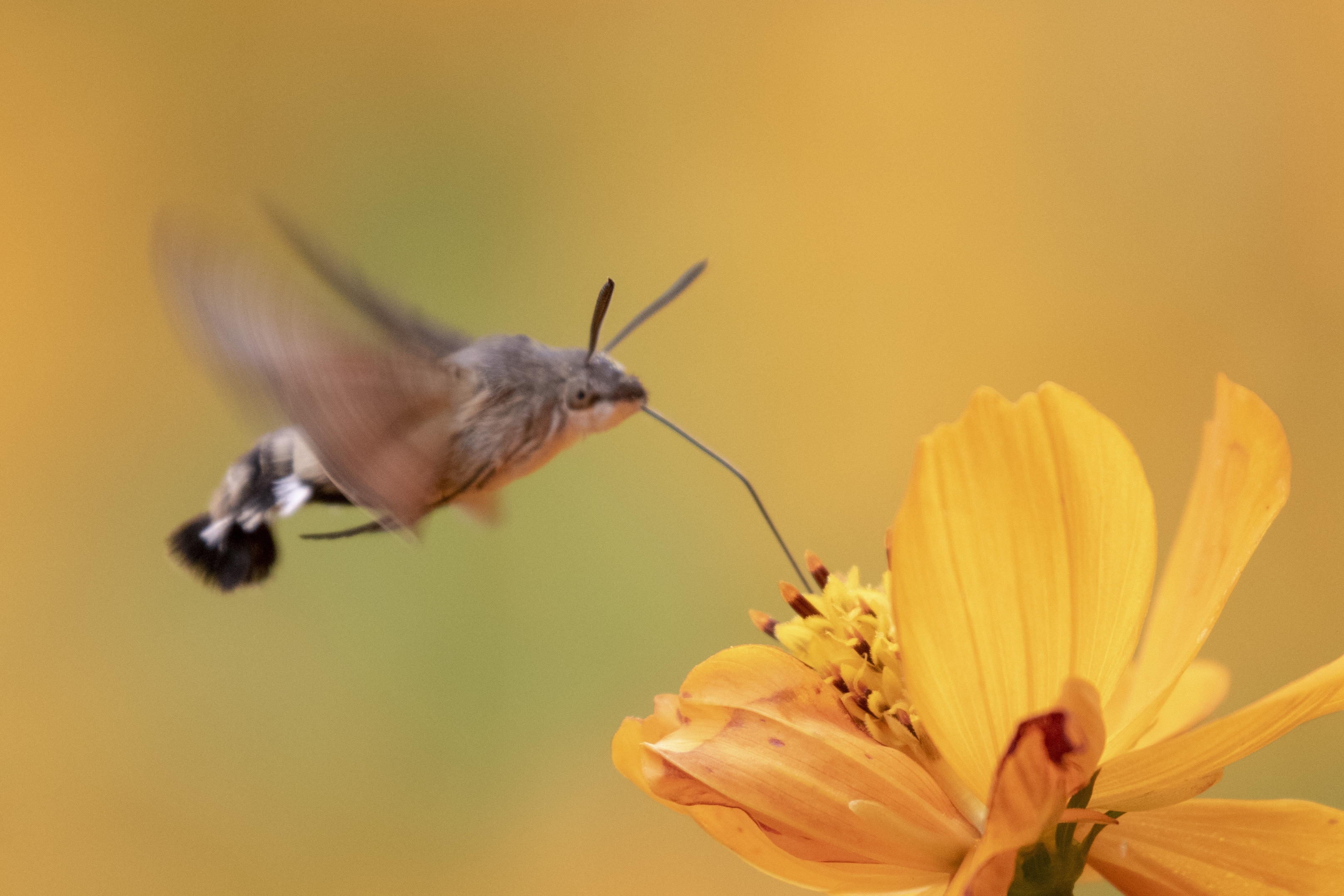 蜂鸟鹰蛾:被称为昆虫世界里的四不像,像蝶,和蝶一样白天活动