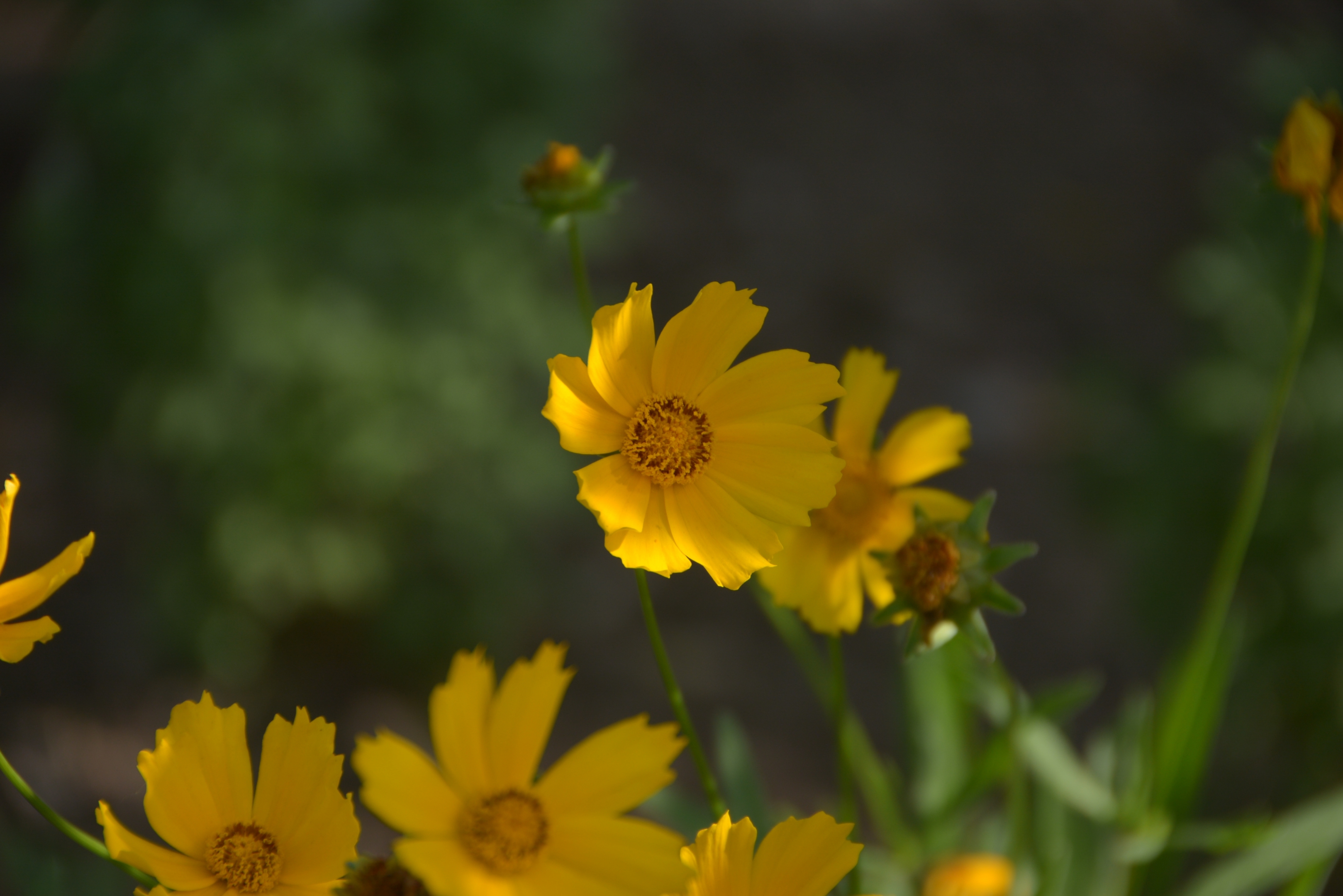大金鸡菊花色鲜艳,花期长,是花境