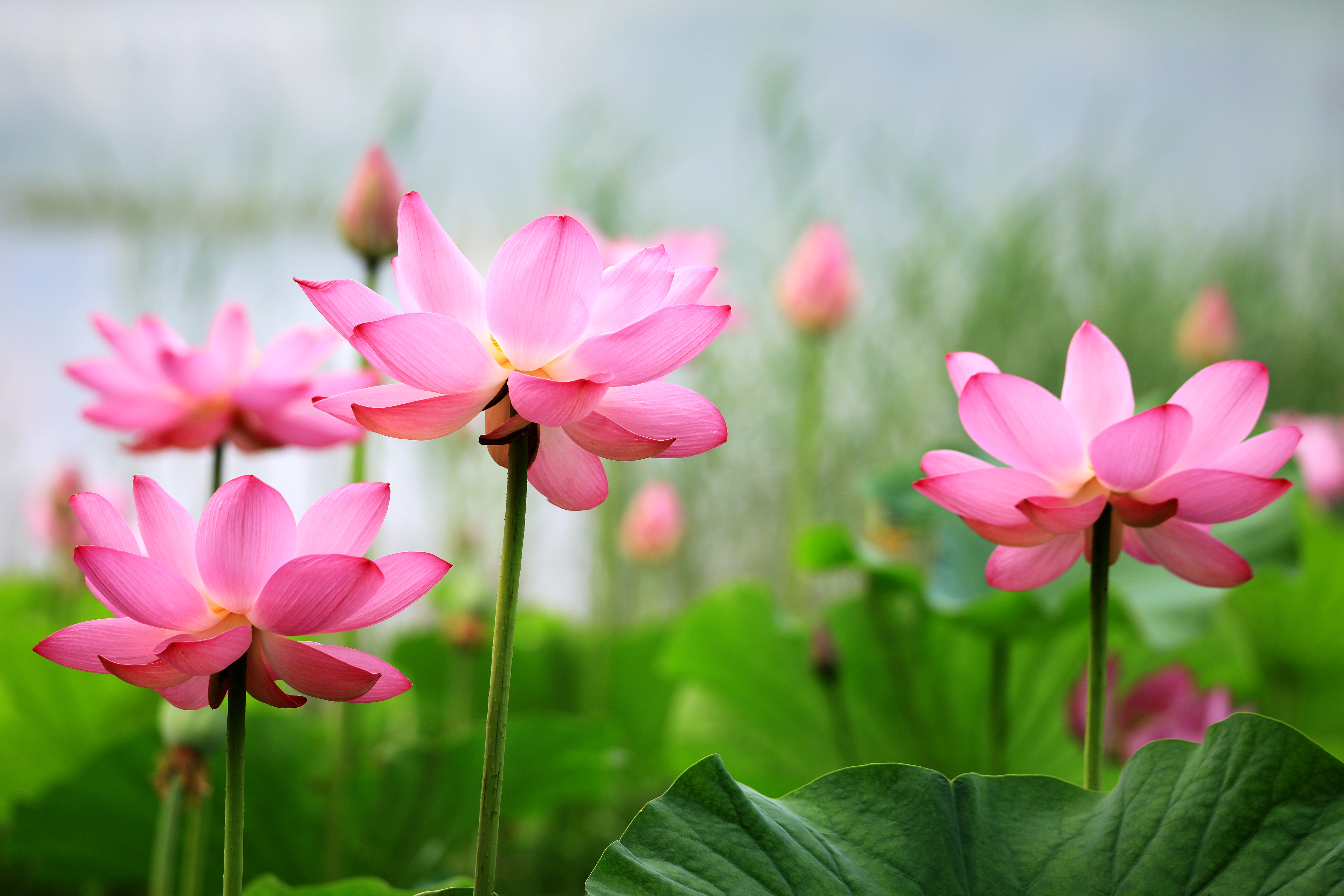 都说,花半开,月半圆,最是美丽,因为有悬念可遐想.