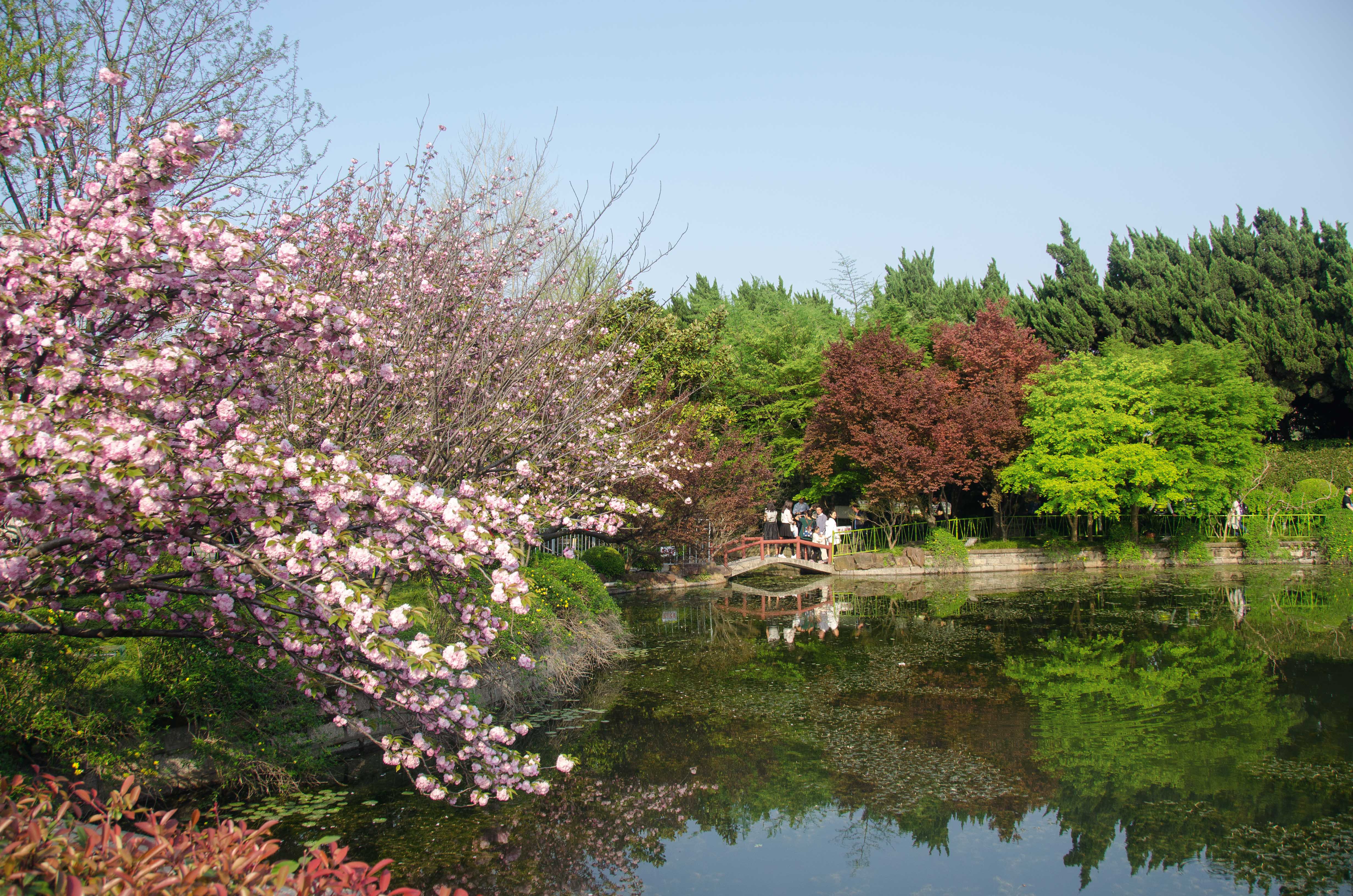 (首發)嘉定紫藤公園