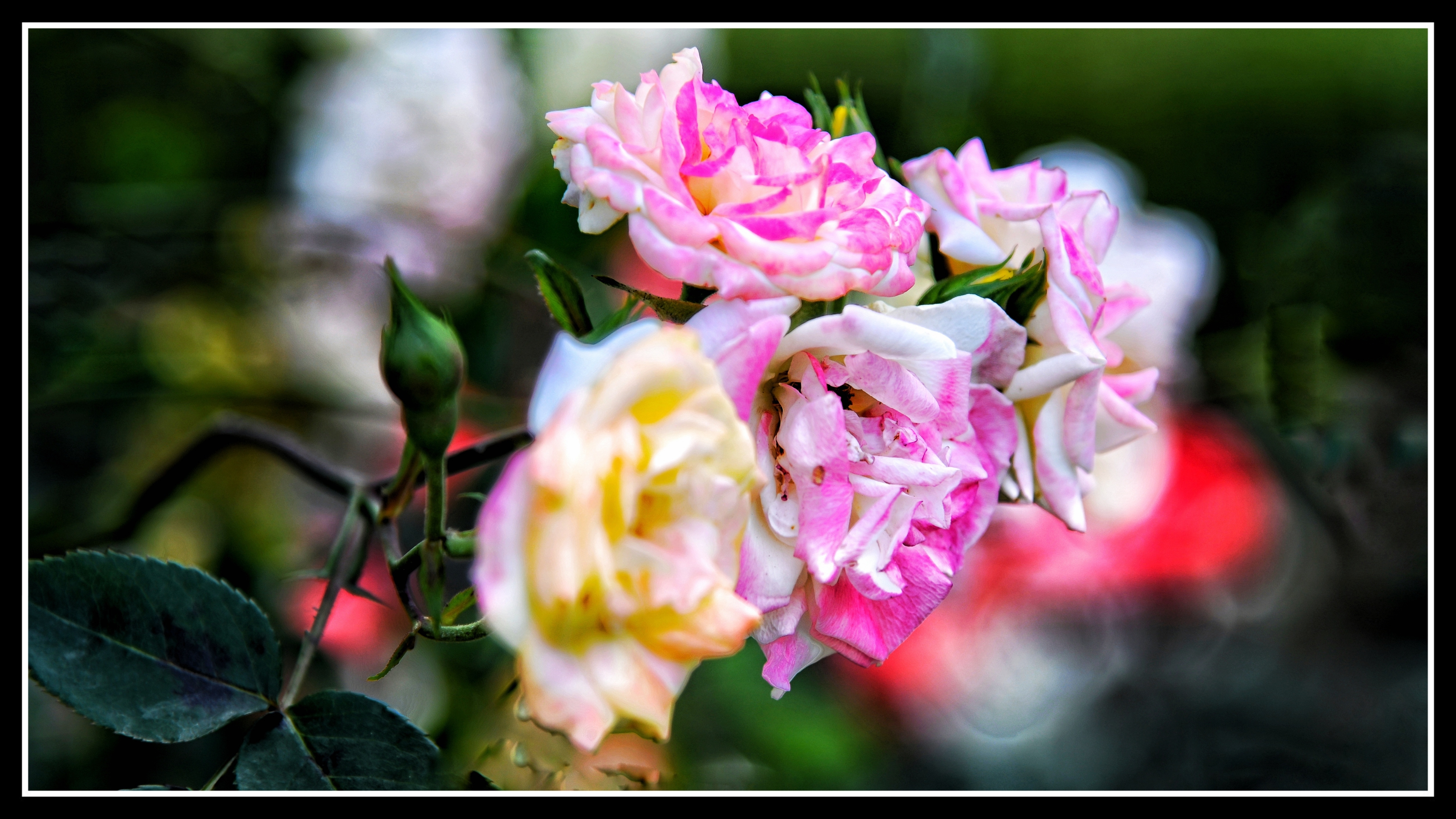 现代月季《首发》