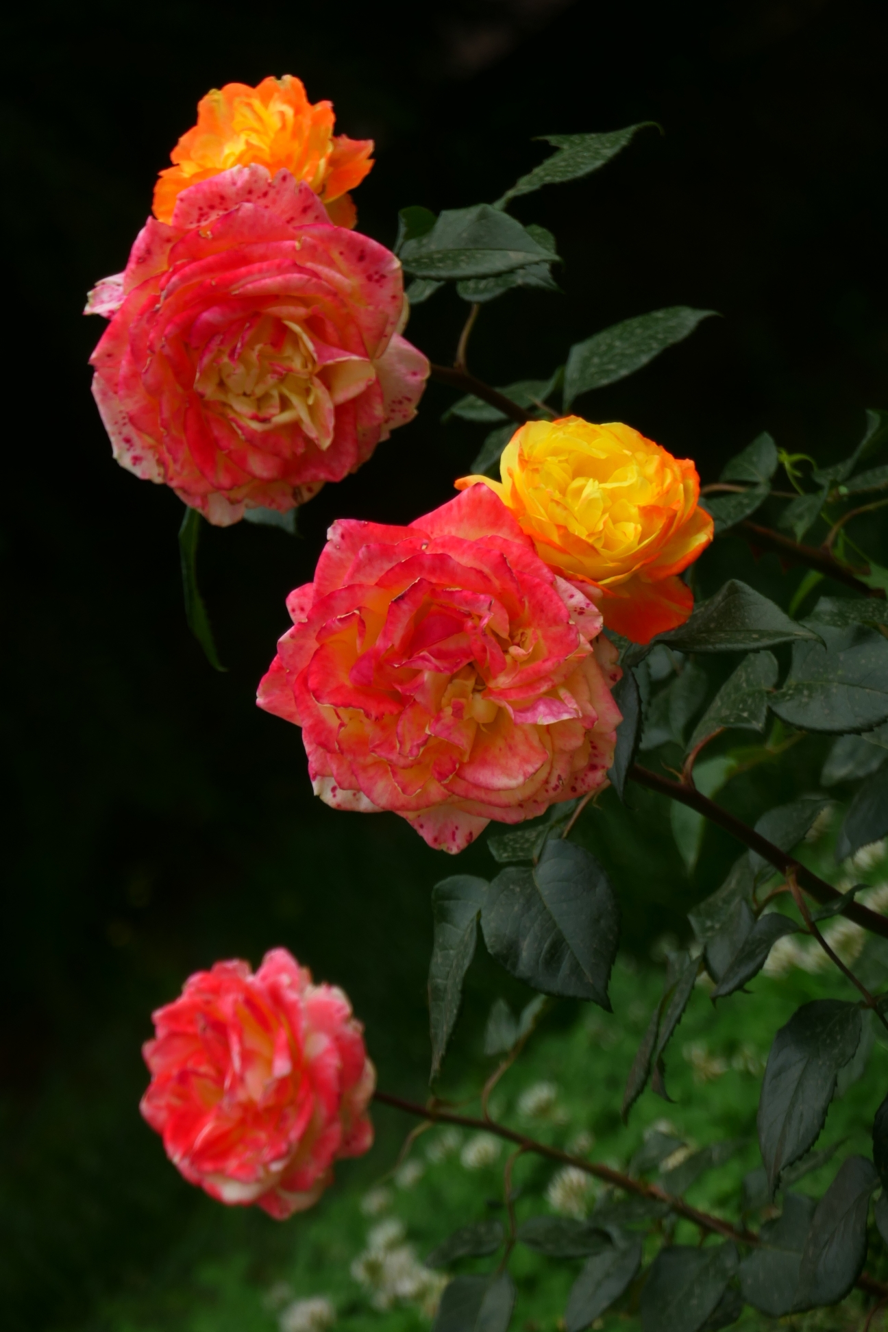 月季花开艳丽芬芳
