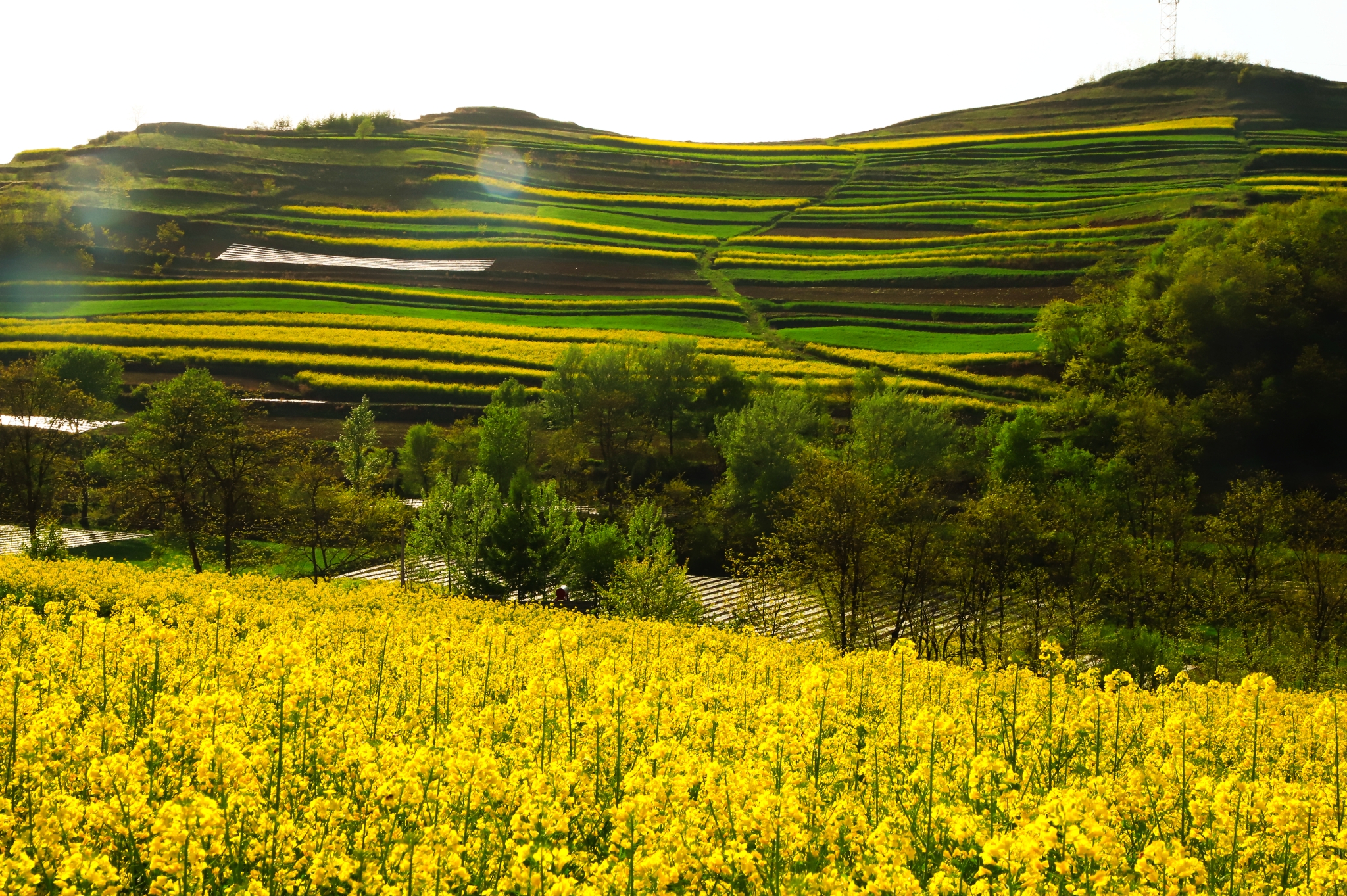 甘肃陇南礼县宽川油菜花.