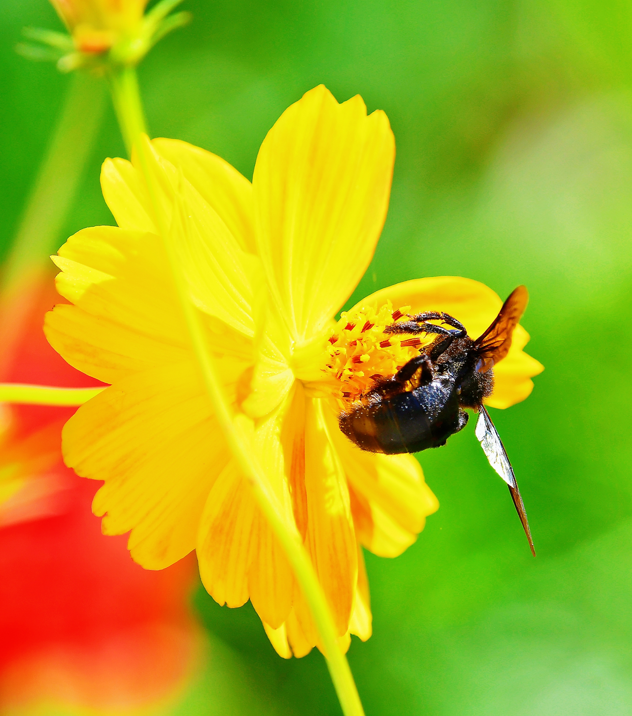 格桑花上的木蜂