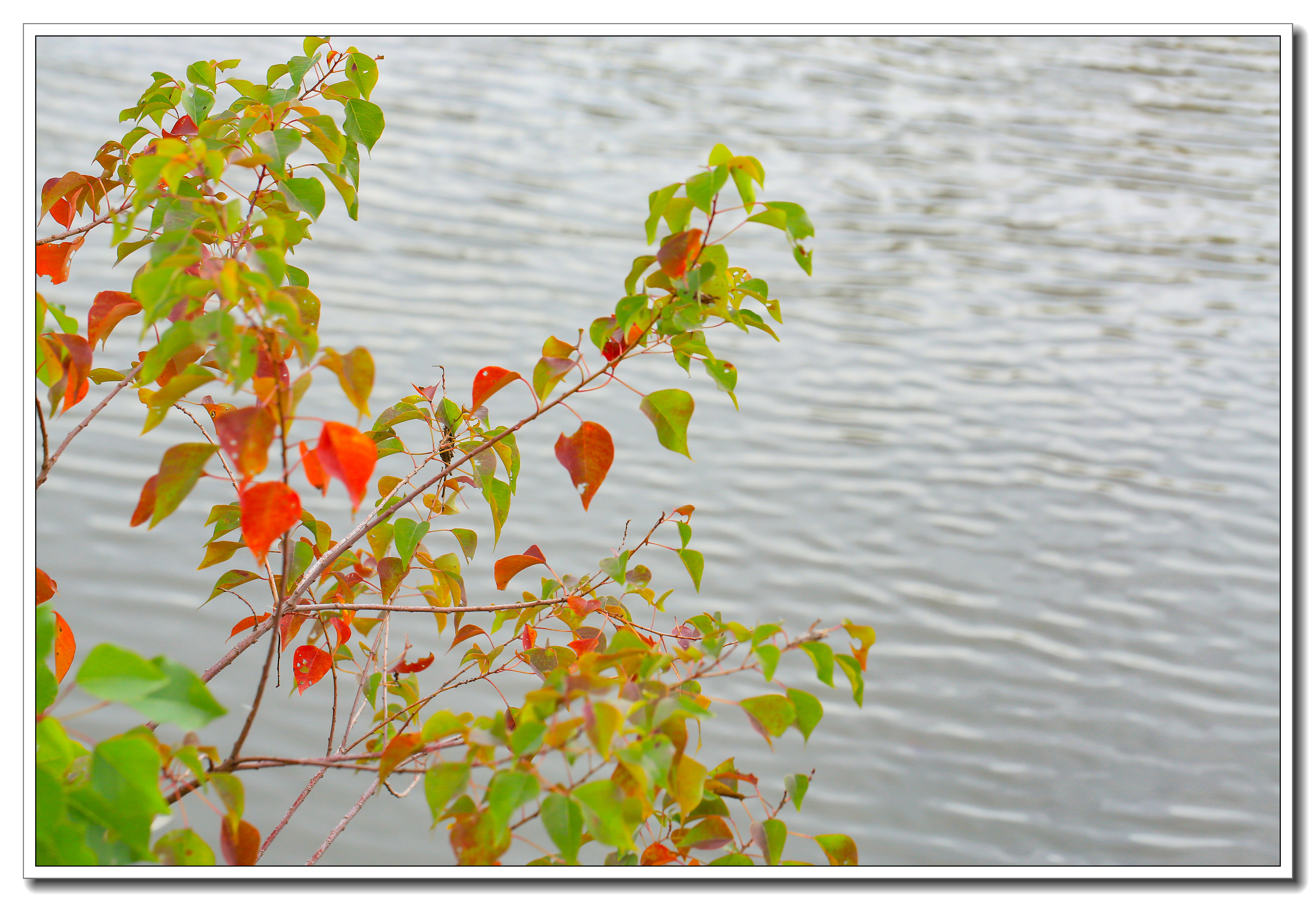 乌桕树一身是宝:乌桕的籽粒通过压榨可以出工业所需