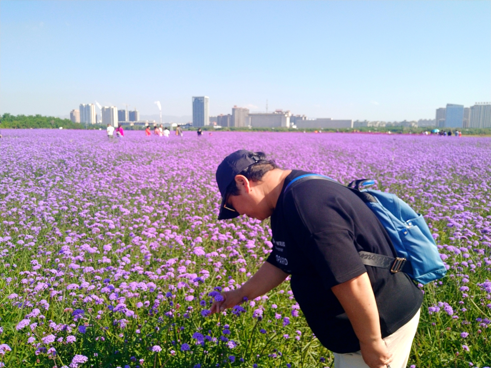 赛汗塔拉初秋的花海薰衣草