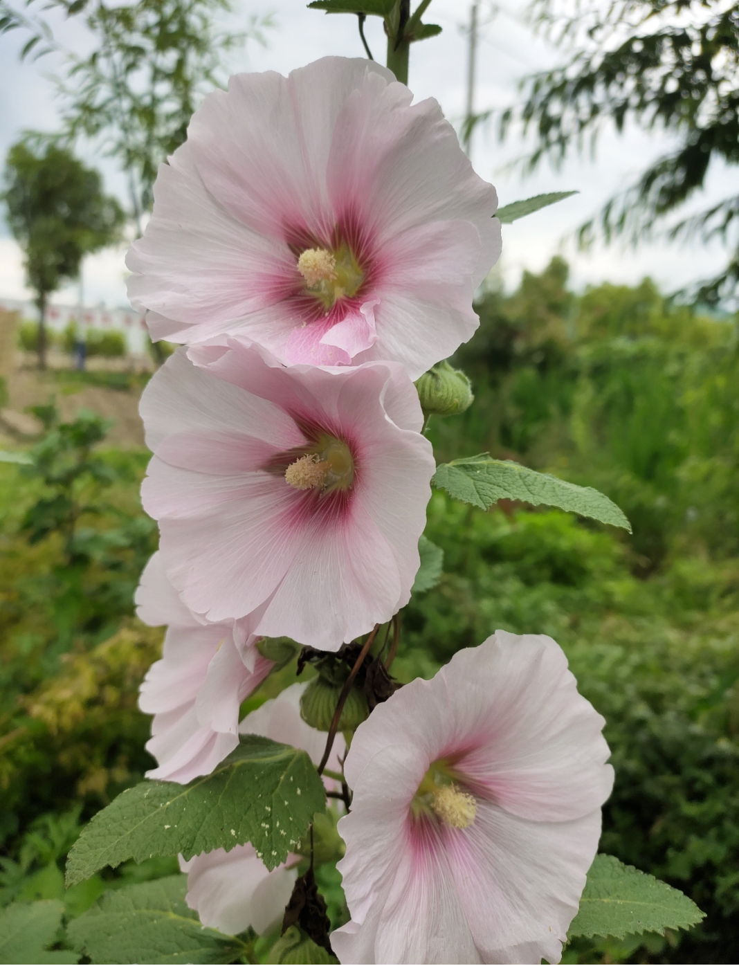 棋盘花【首发】