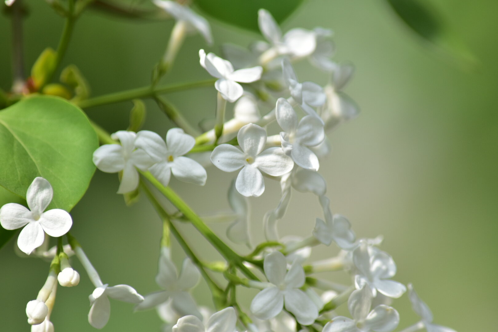 白色丁香花图片大全图片