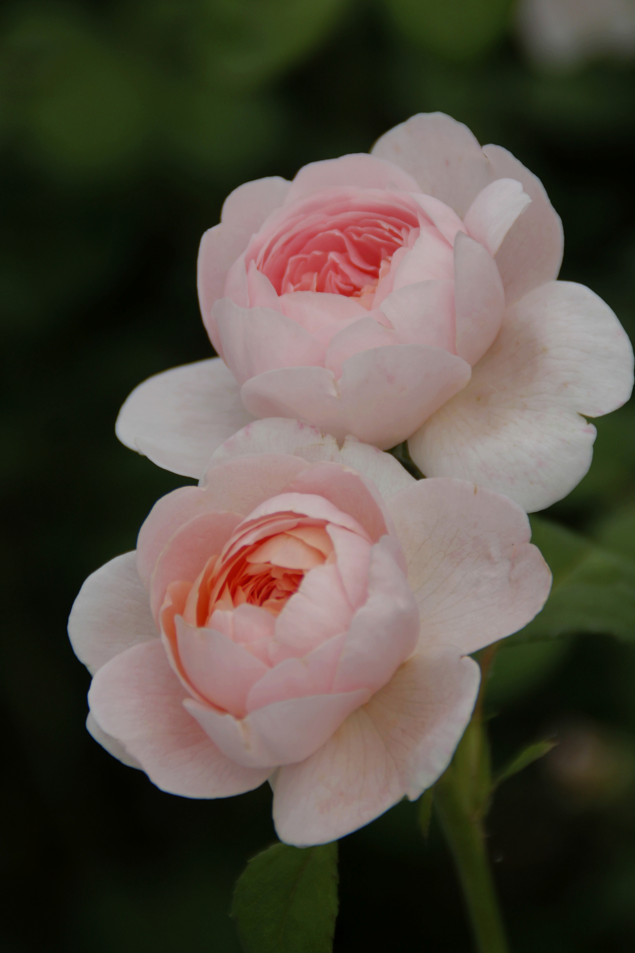 【首发】白粉色月季花②