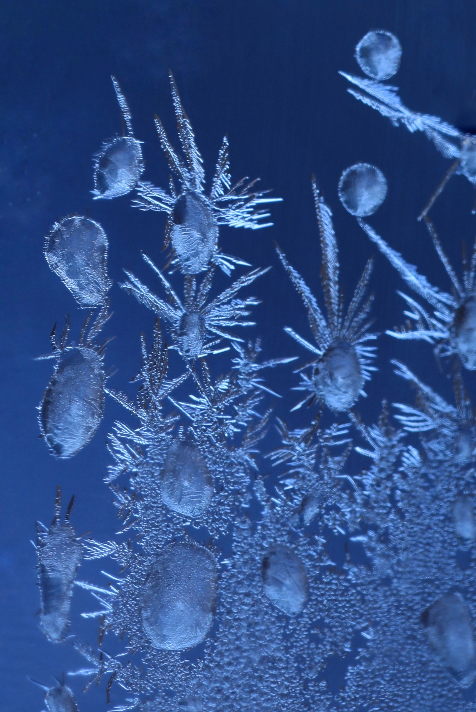 微距摄影冰凌窗花