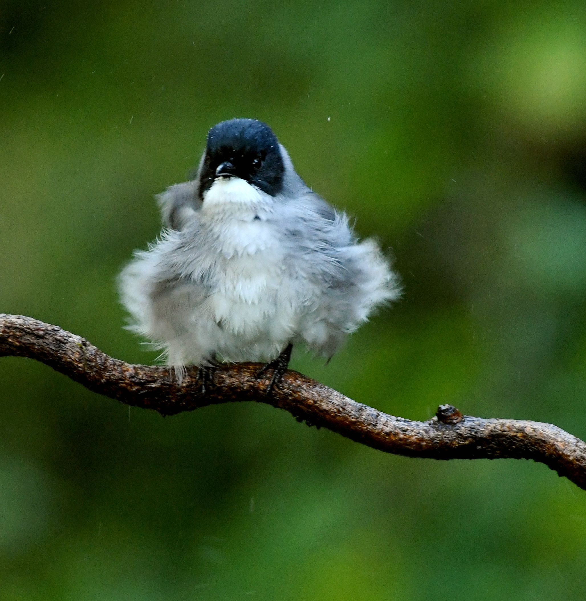 黑头奇鹛【首发】