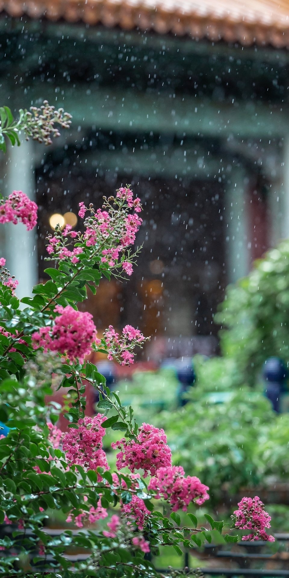 紫薇花寓意给人间带来平安和美丽.