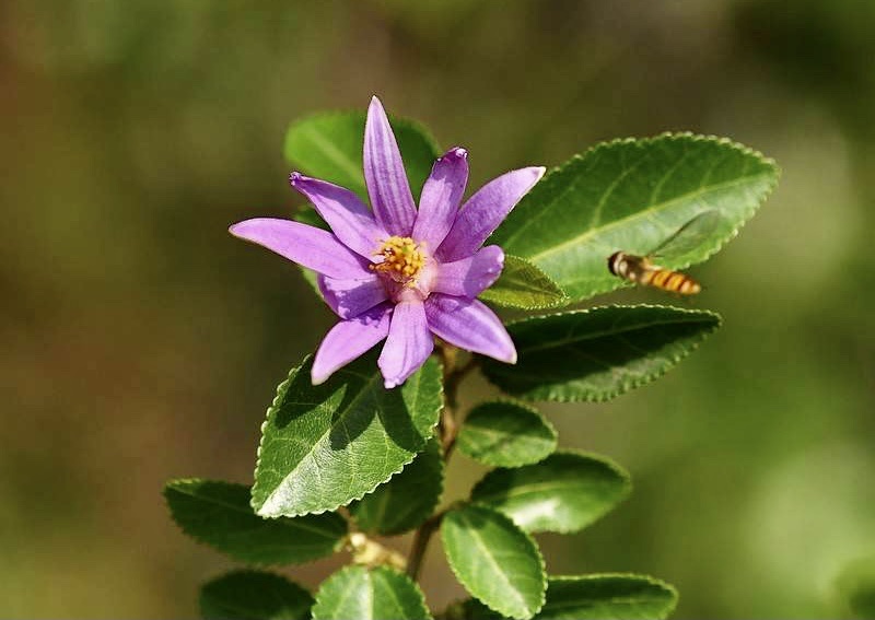 【首发】小花扁担杆