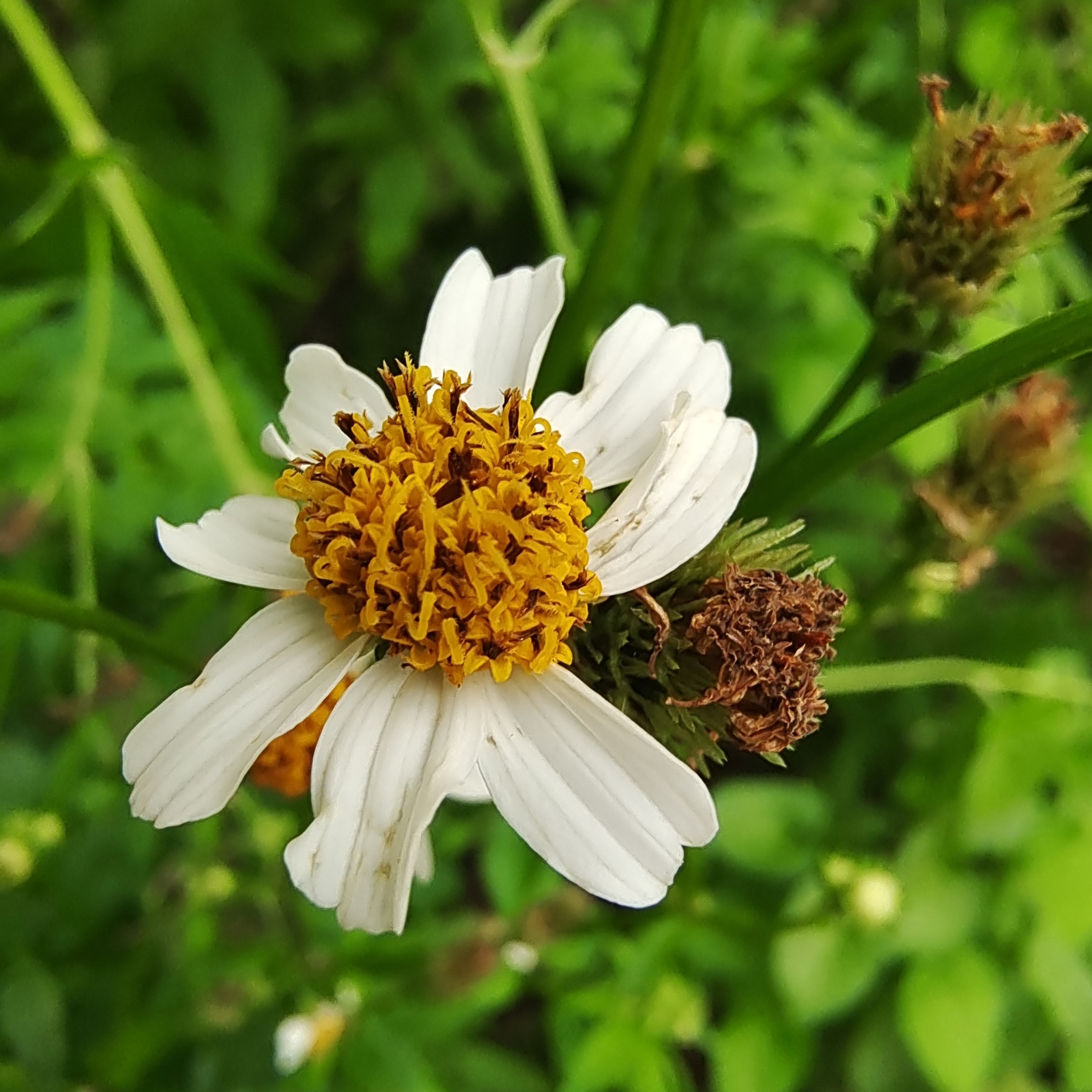 白花鬼针草