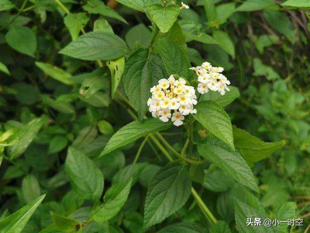 15.玉琴↓ 【鸳鸯草】 .薛涛. (唐 ) 绿英满香砌,两两鸳鸯小.