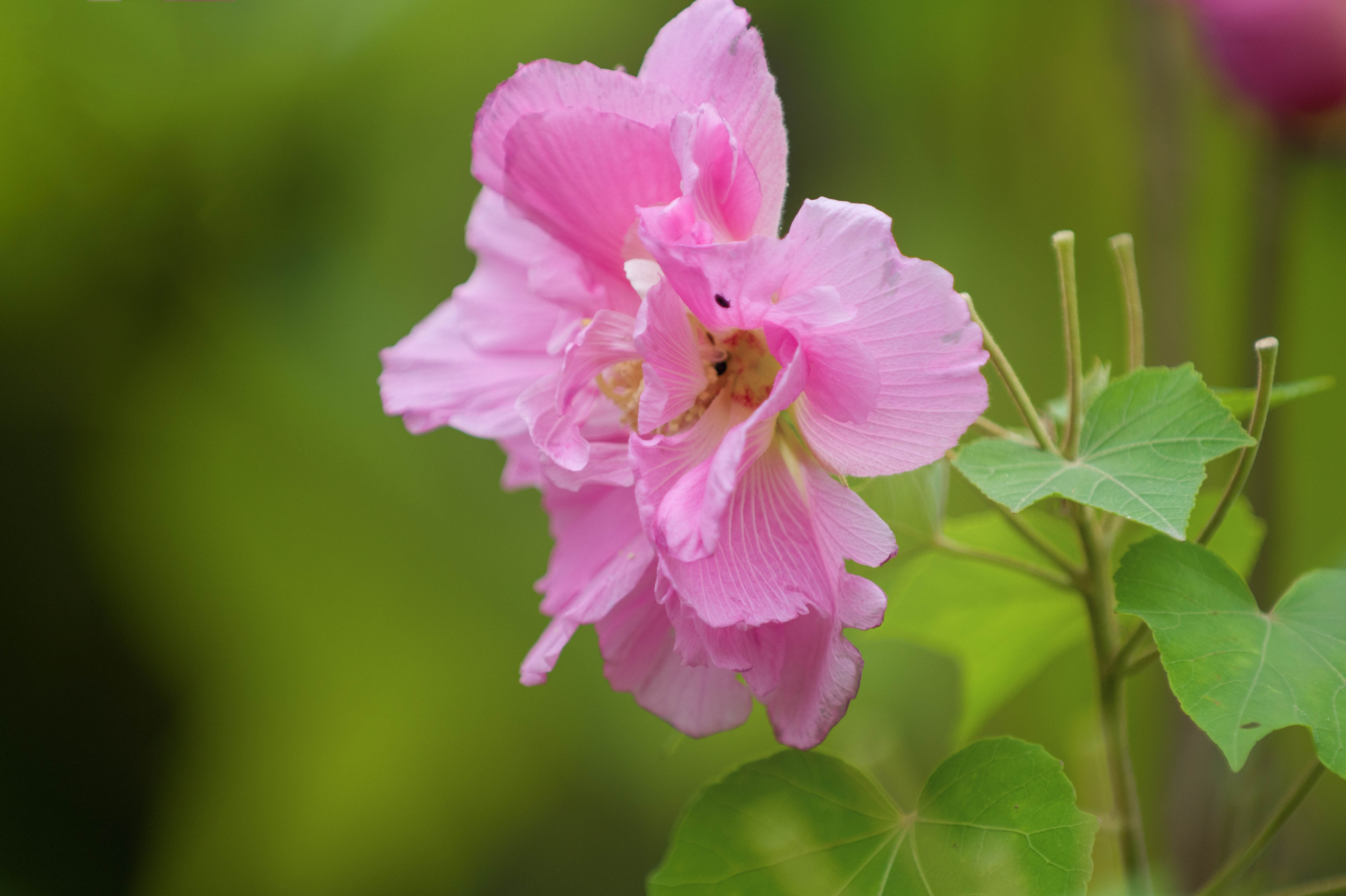 芙蓉花长什么样子图片图片