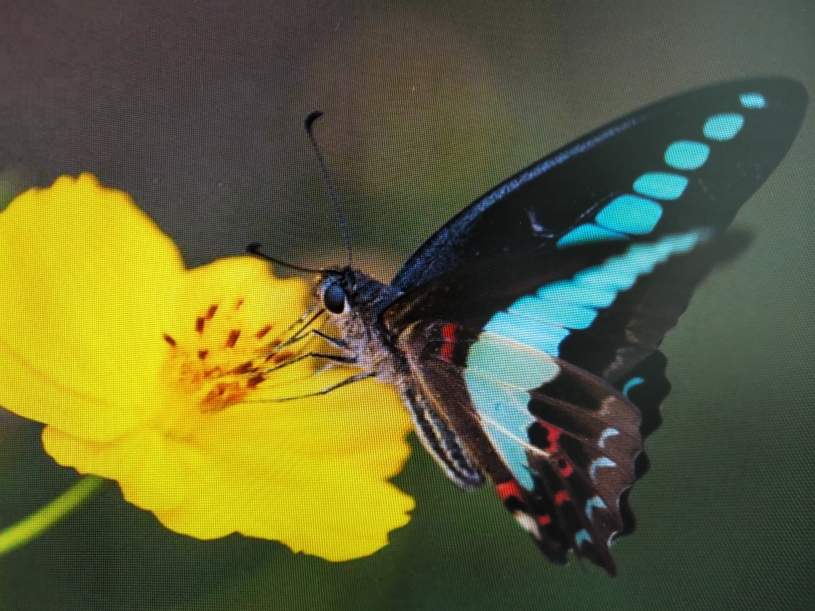 蝴蝶已扇动翅膀