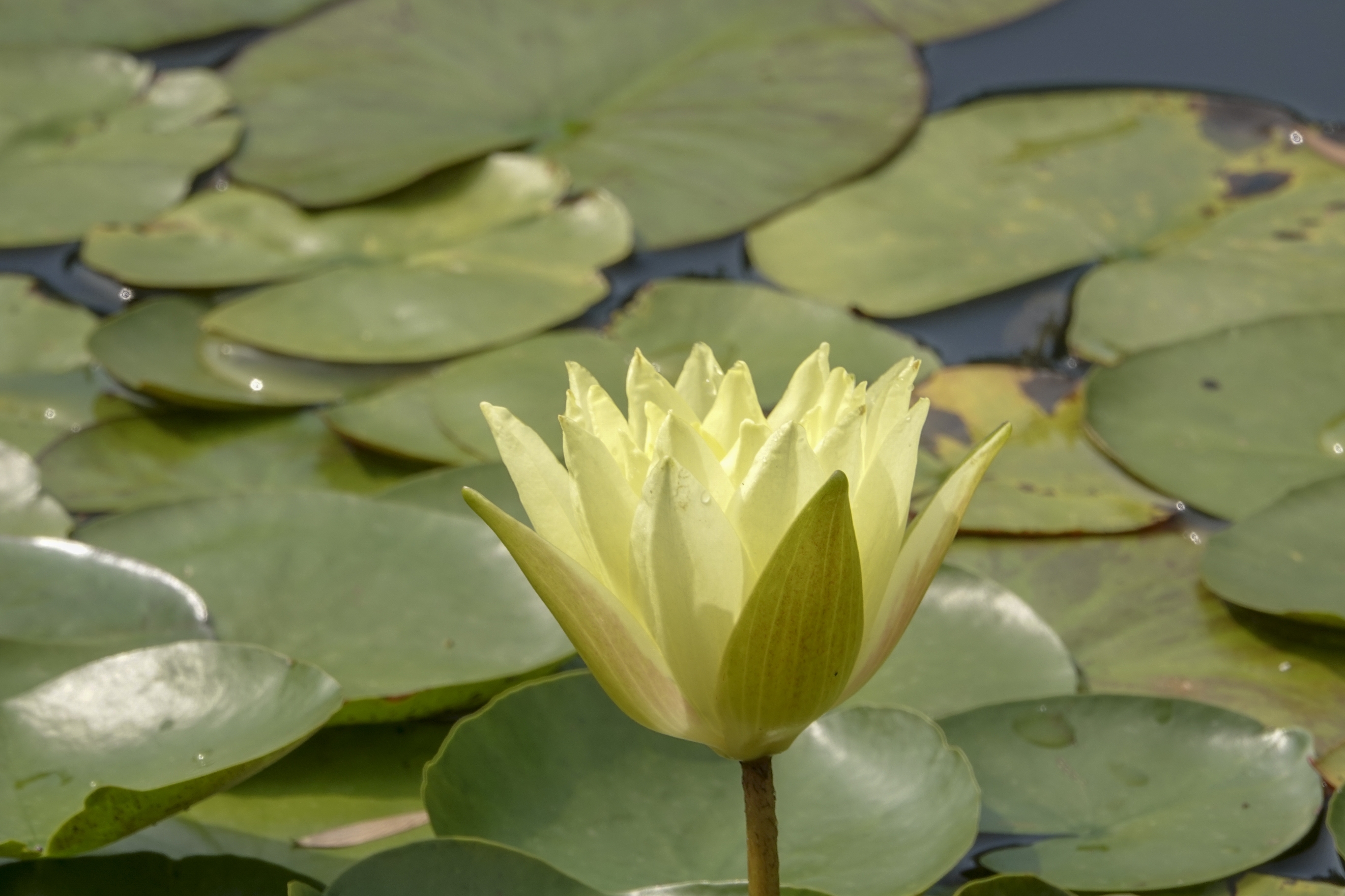 【首发】五彩莲花(五)