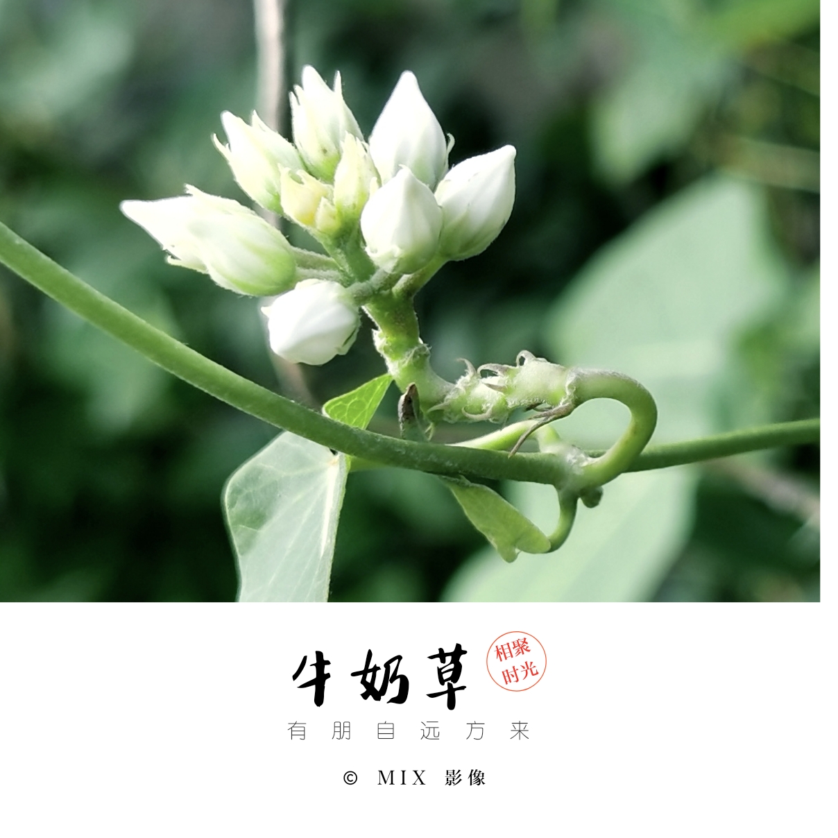 初相遇(牛奶草)《首发》