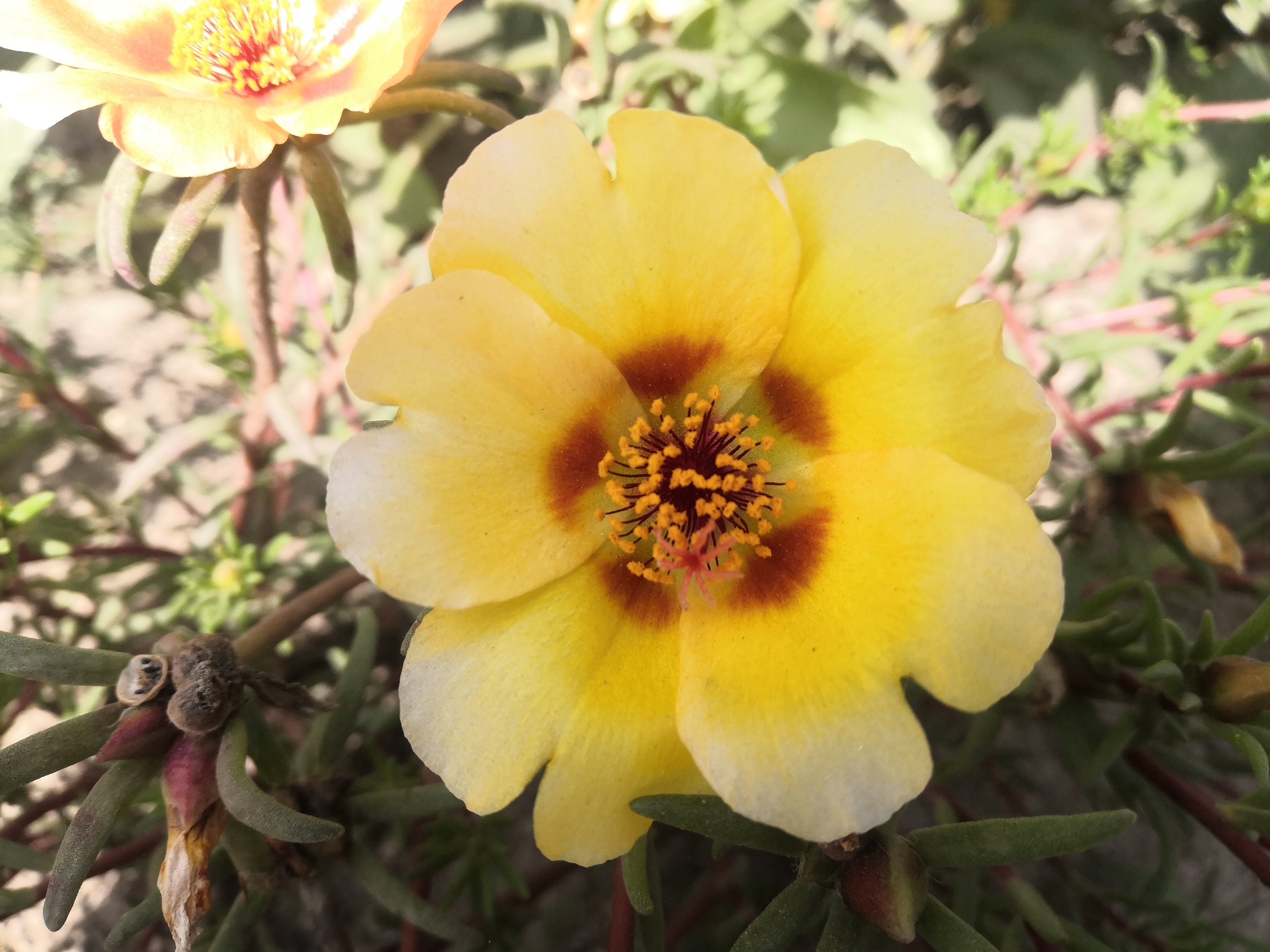 大花马齿笕【首发】