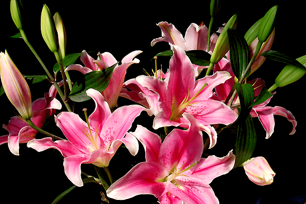 600_400gif 动态图 动图