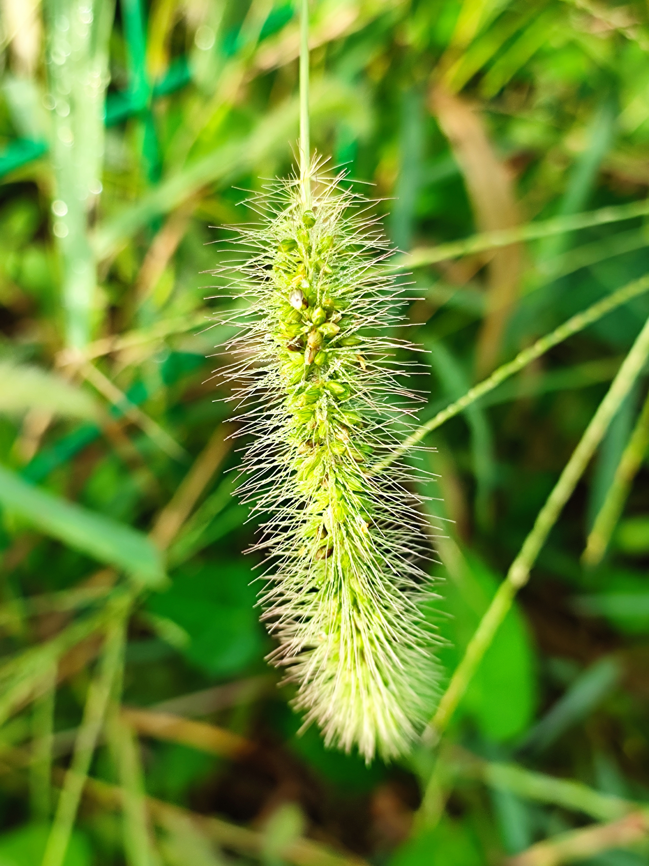 狗尾巴草【首发】