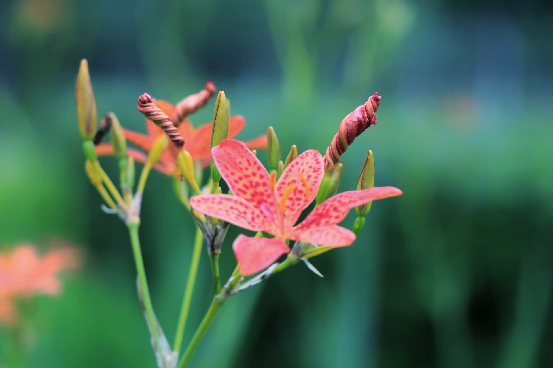 【首发】美丽射干花