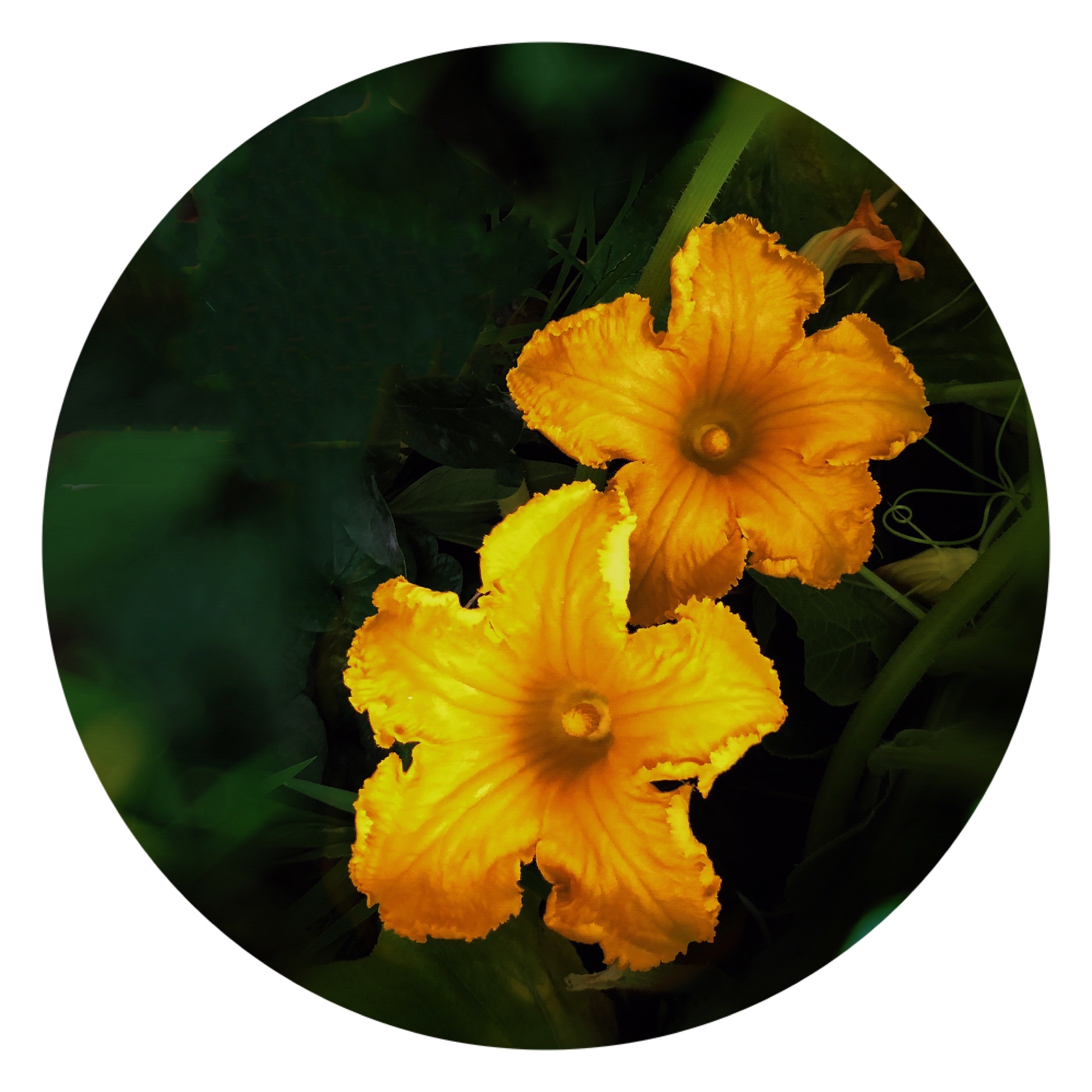 南瓜花【首发】