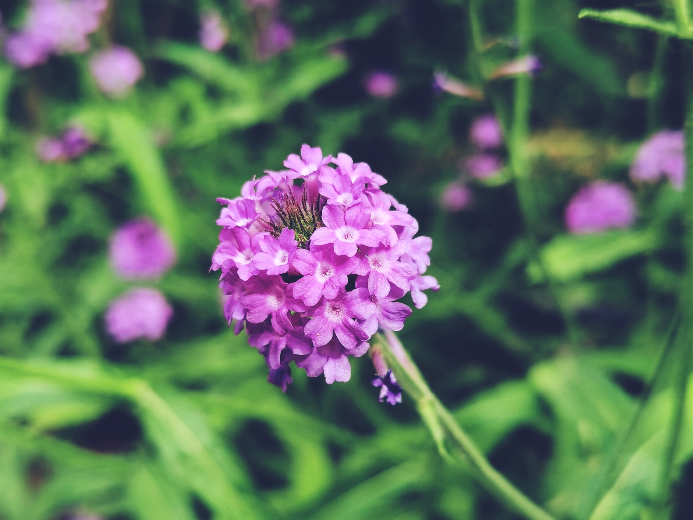 马鞭草『首发』