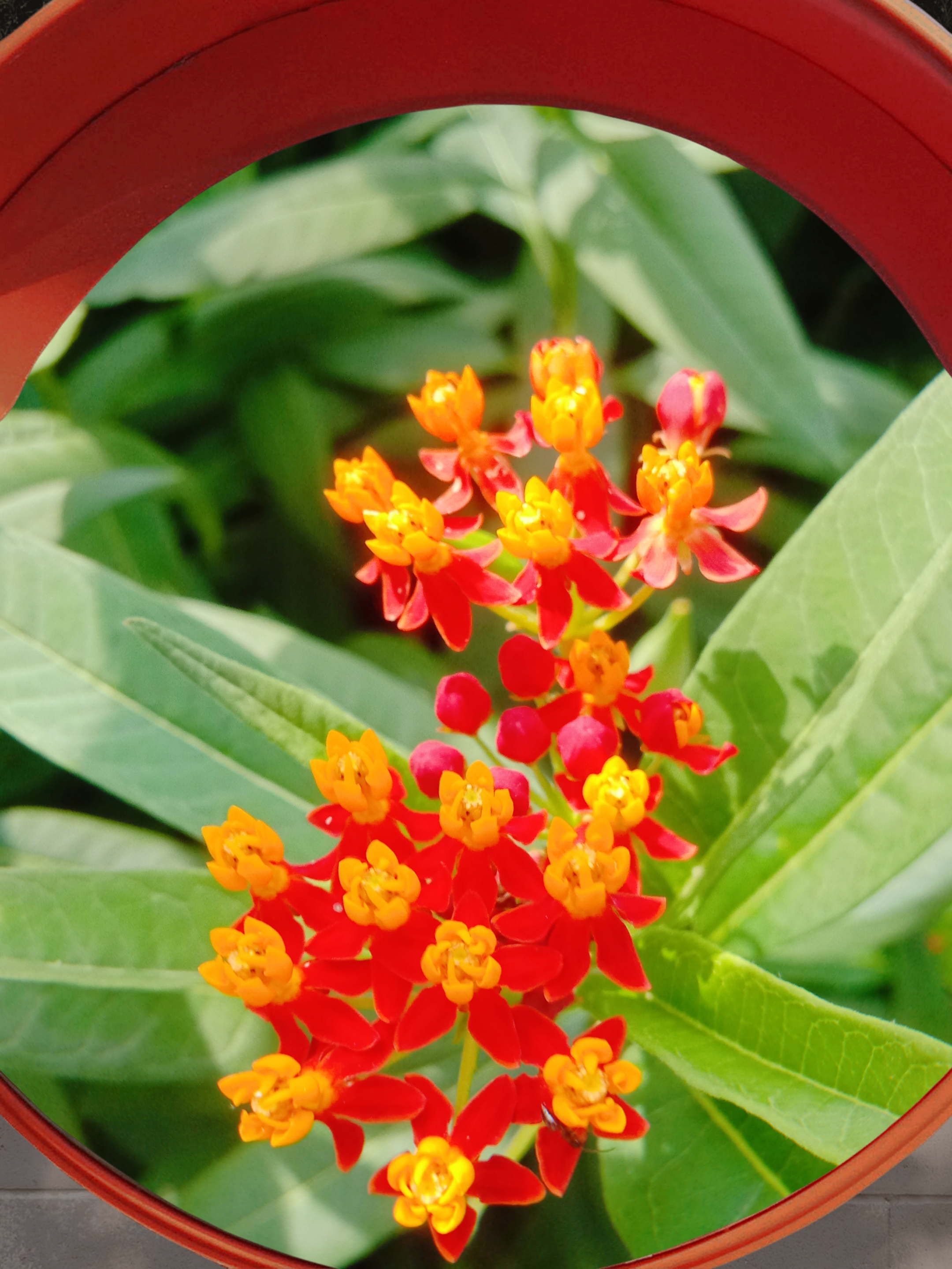 【首发】马利筋(1)