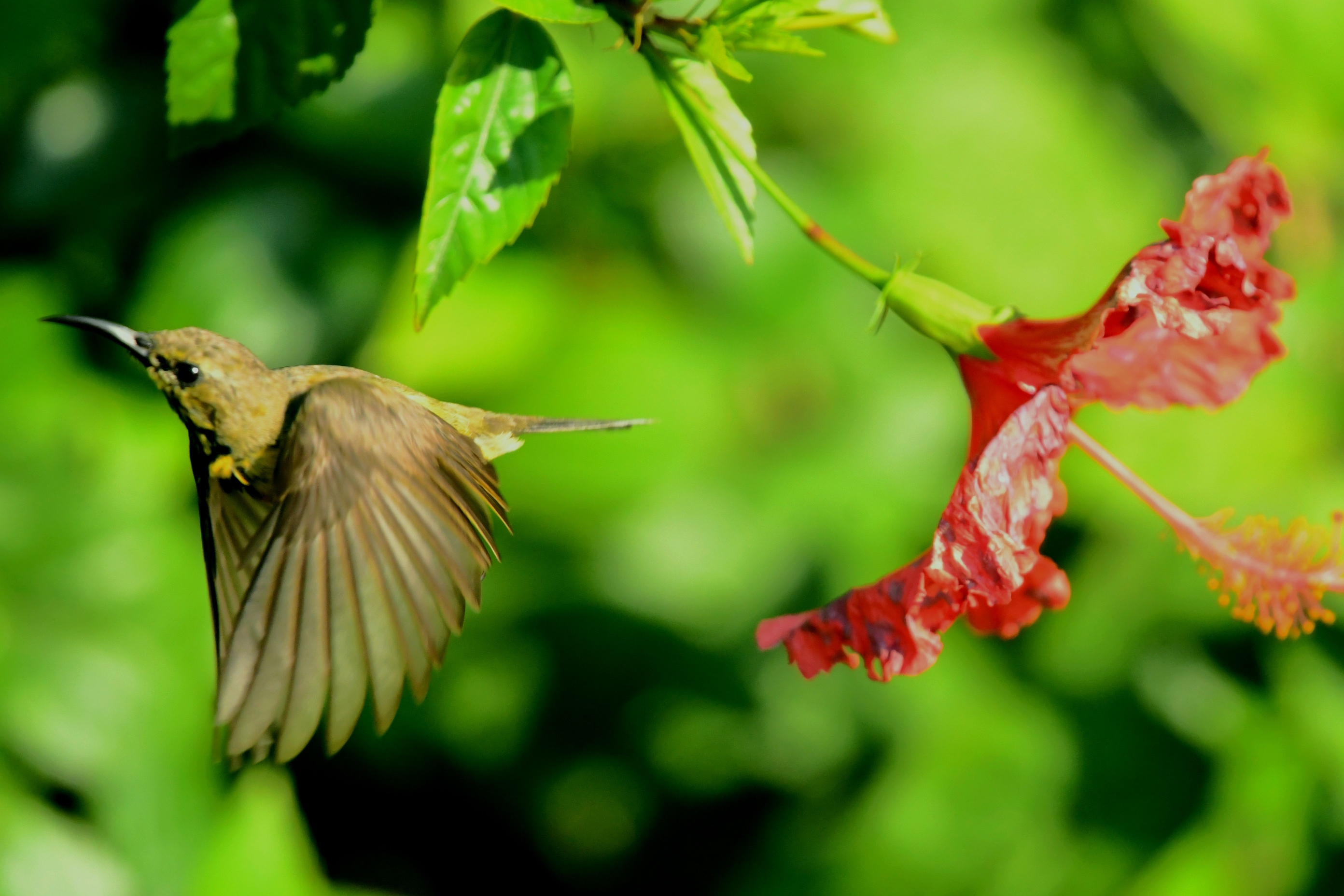 花丛中的黄腹花蜜鸟【首发】