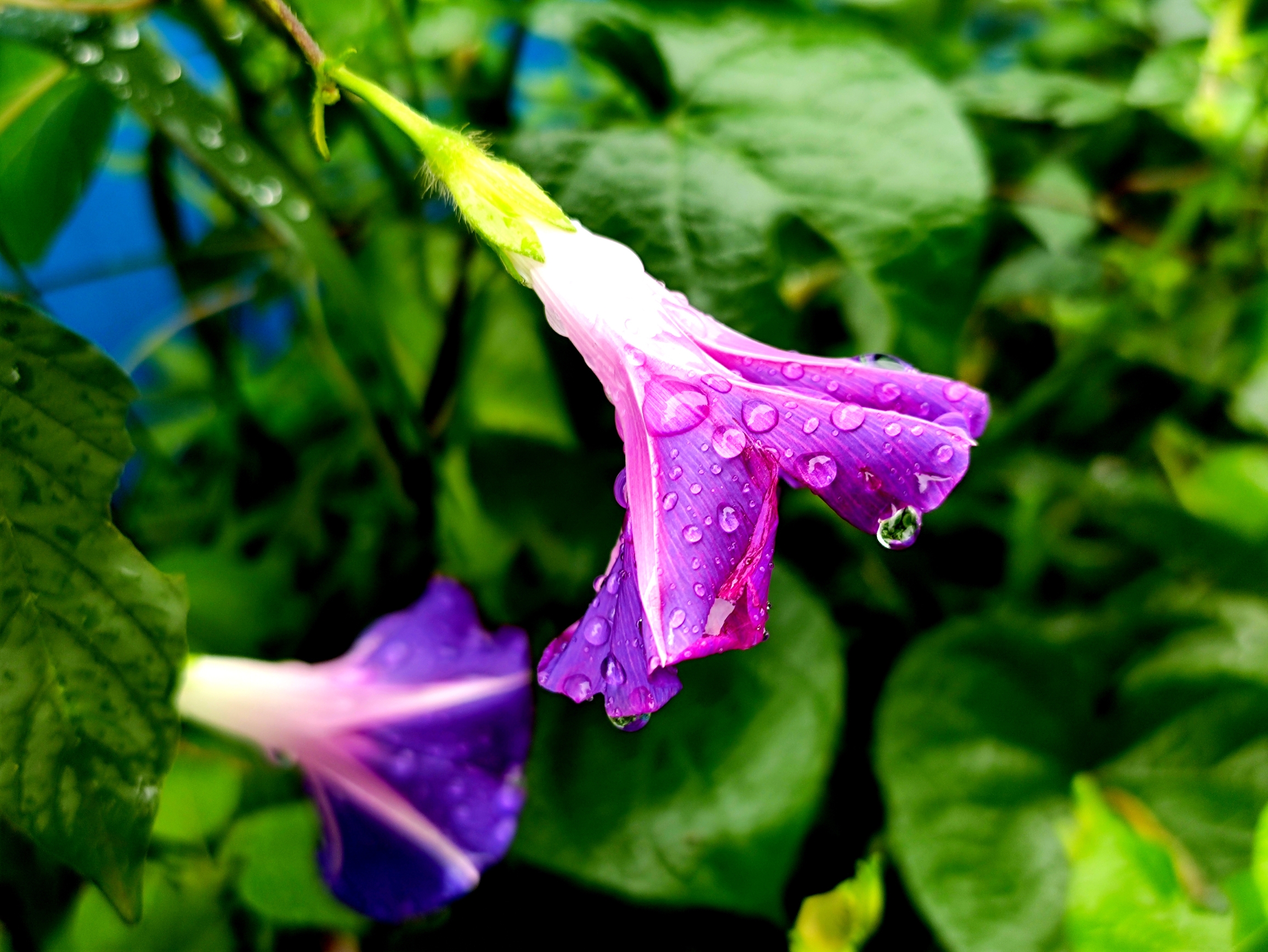 忙中不忘观雨景, 景中寻找镜中花, 寻的牵牛雨中开, 紫色花瓣雨撒珠