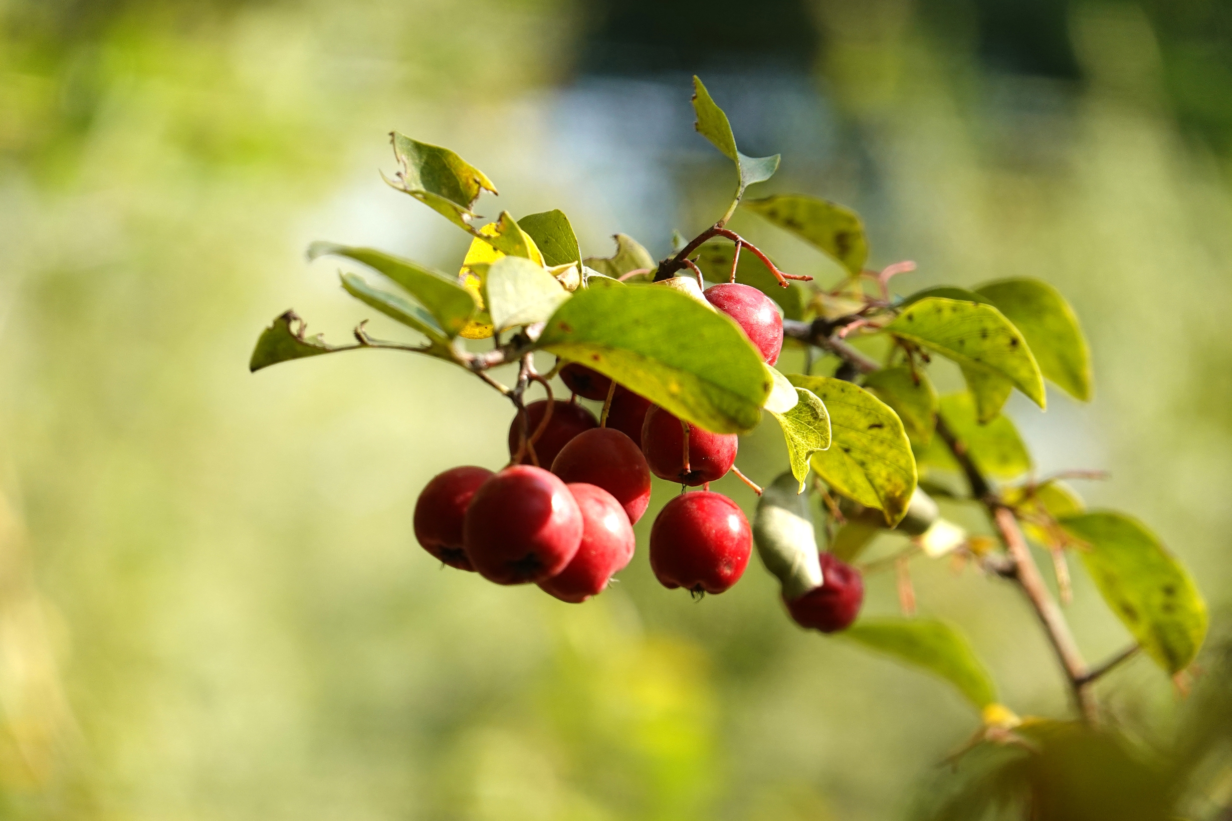 秋日红果惹人醉