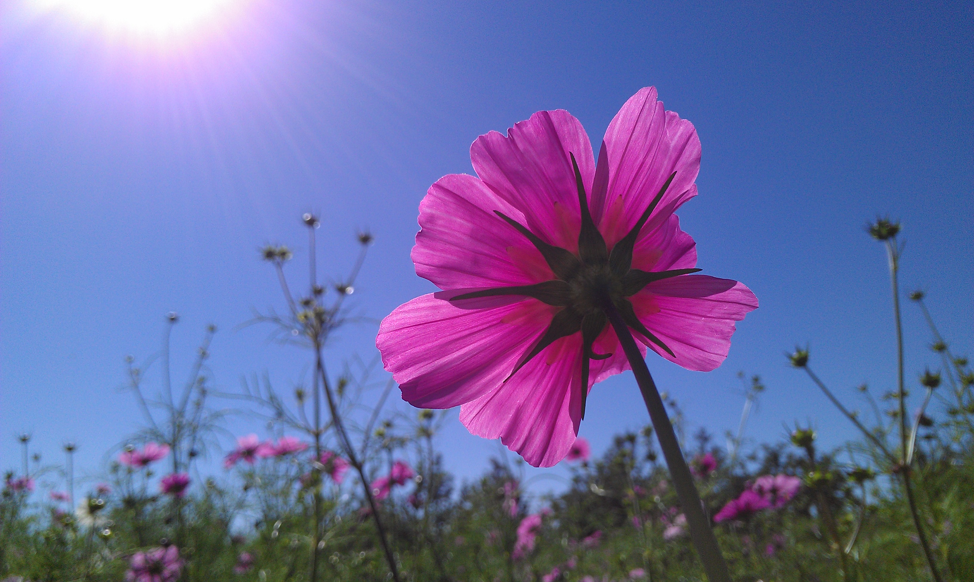听||《开成我心中的格桑花》作者:金罡.朗诵:杨克毅