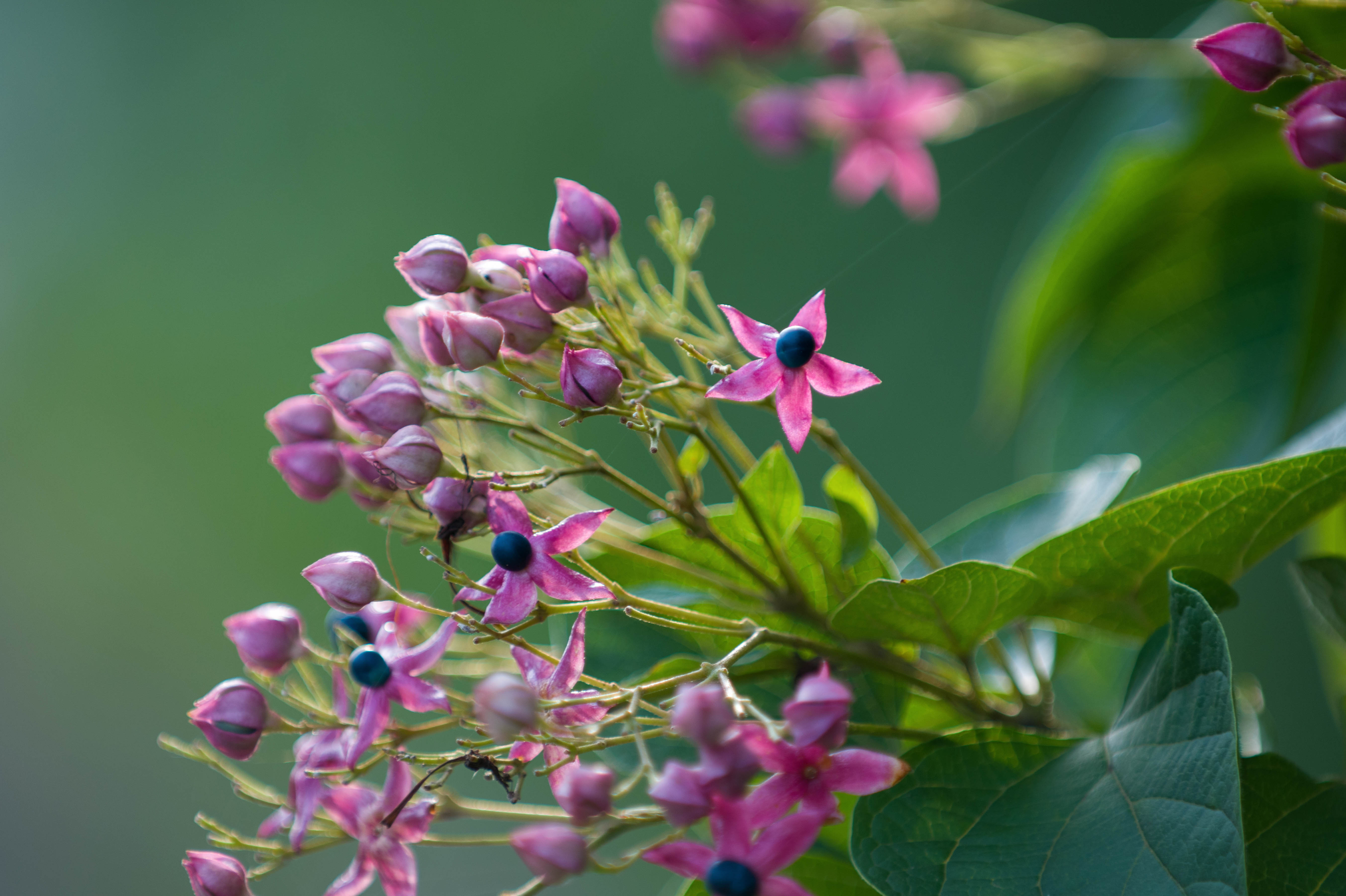 (首发)海州常山